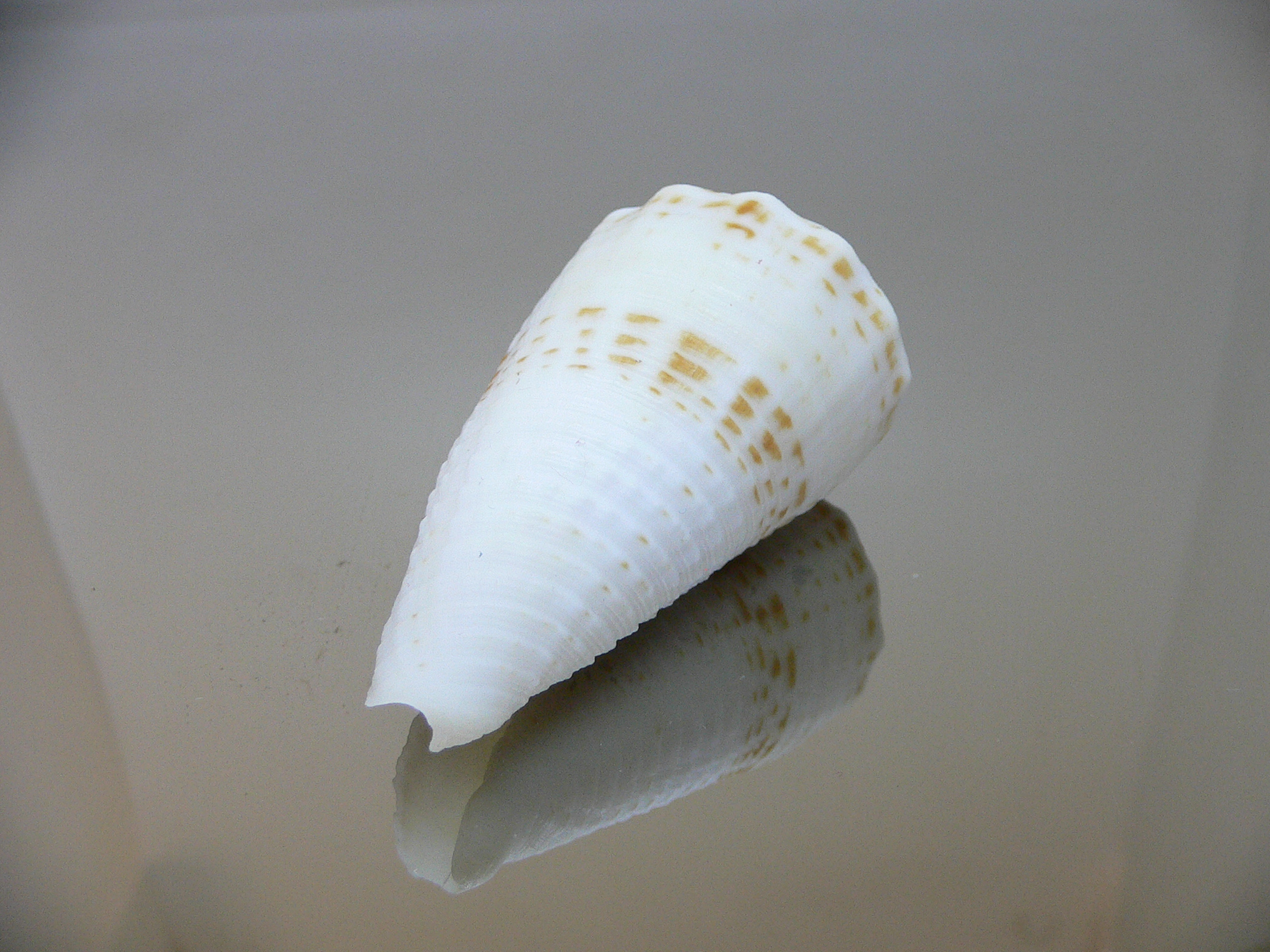 Conus sulcatus samiae (var.) VERY BIG & ALBINO