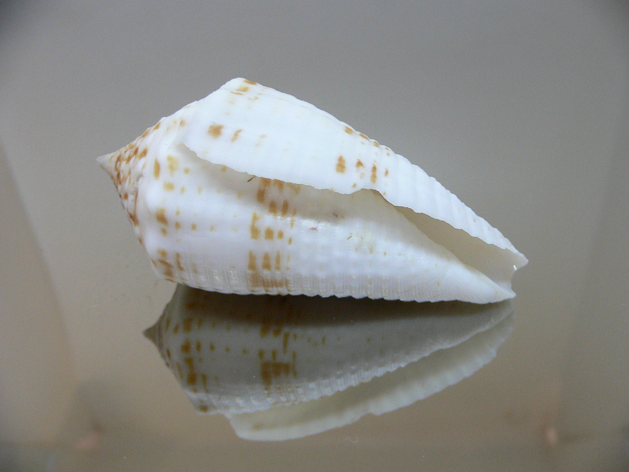 Conus sulcatus samiae (var.) VERY BIG & ALBINO