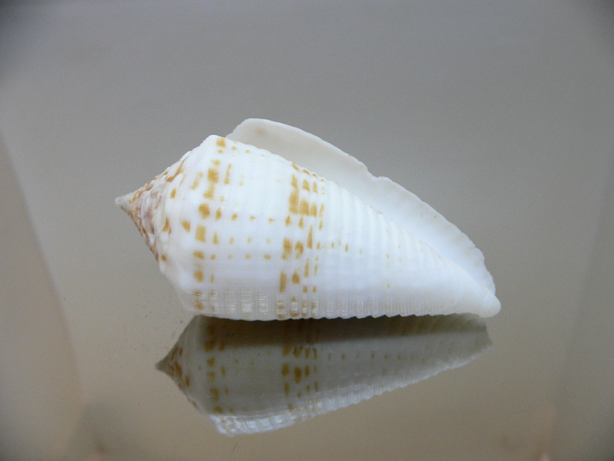 Conus sulcatus samiae (var.) VERY BIG & ALBINO