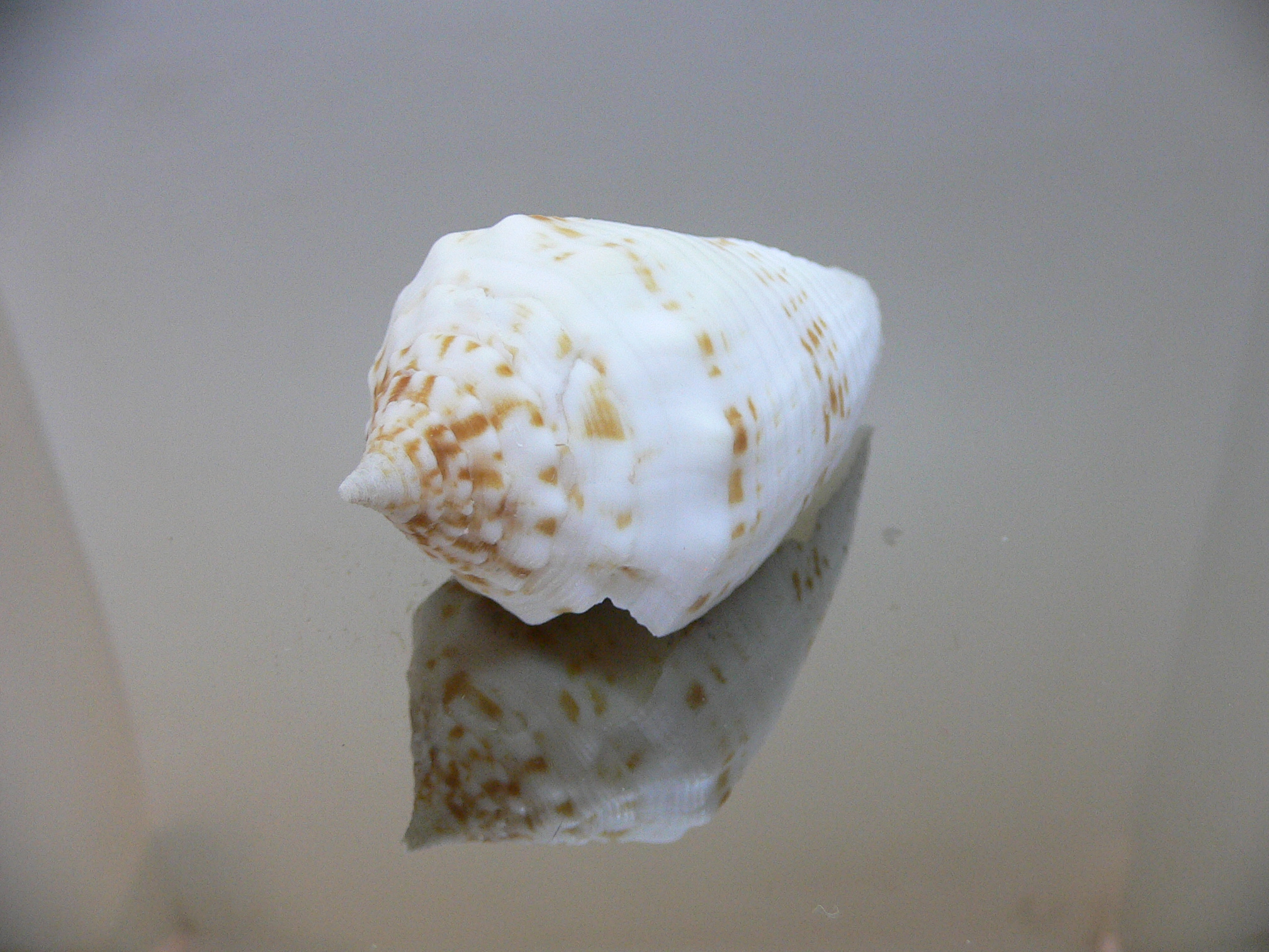 Conus sulcatus samiae (var.) VERY BIG & ALBINO