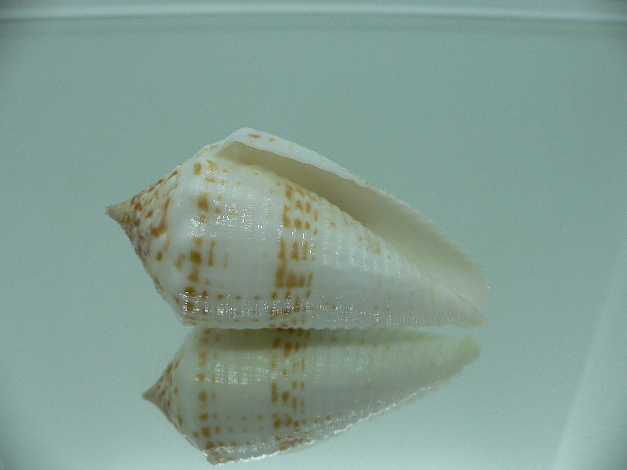 Conus sulcatus samiae (var.) VERY BIG