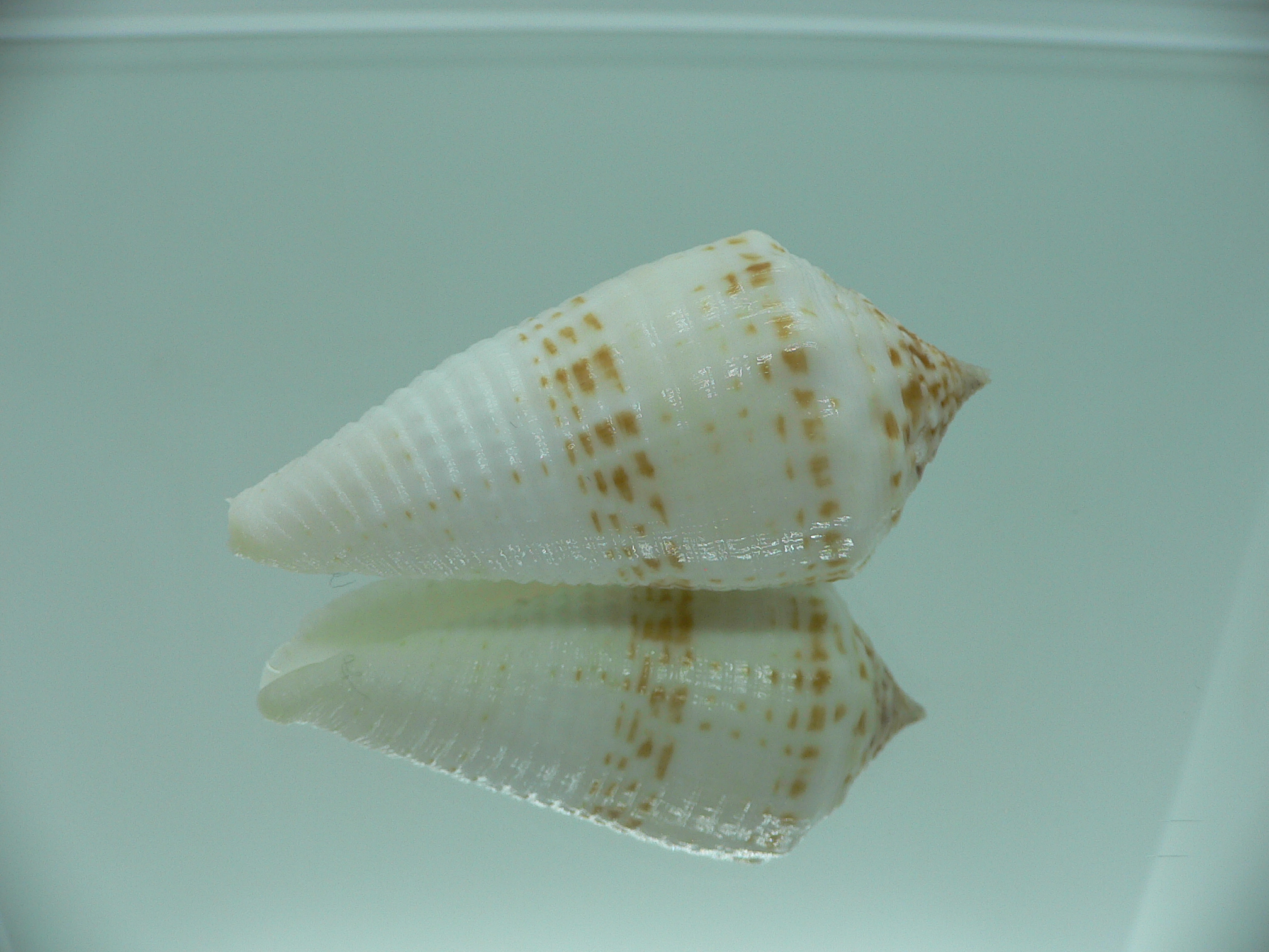 Conus sulcatus samiae (var.) VERY BIG