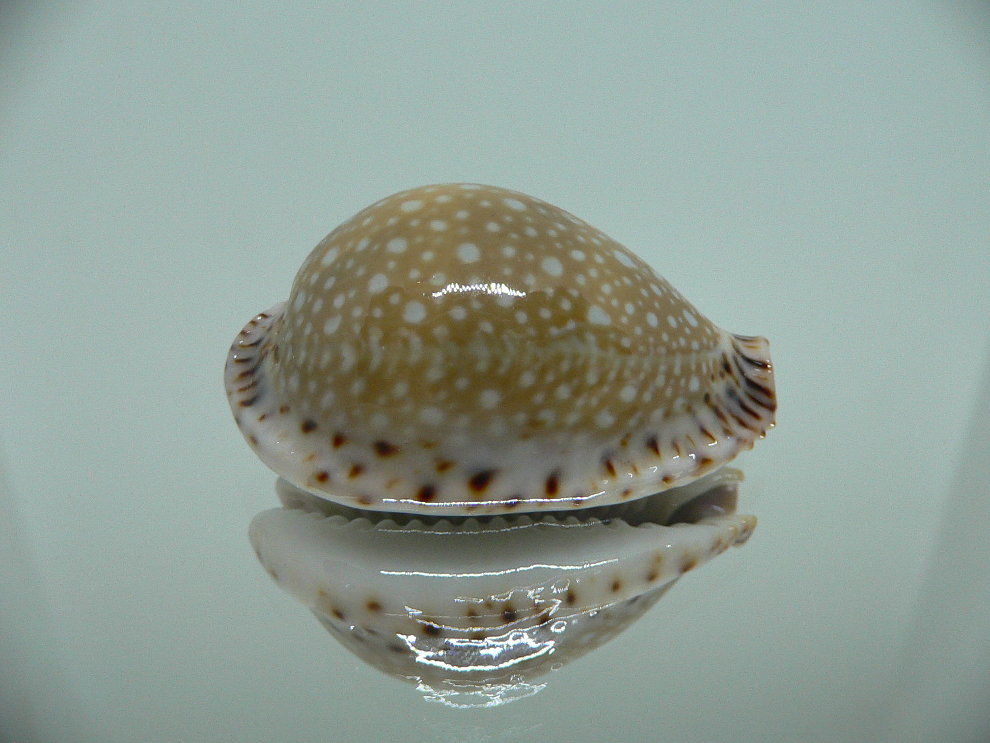 Cypraea lamarckii lamarckii