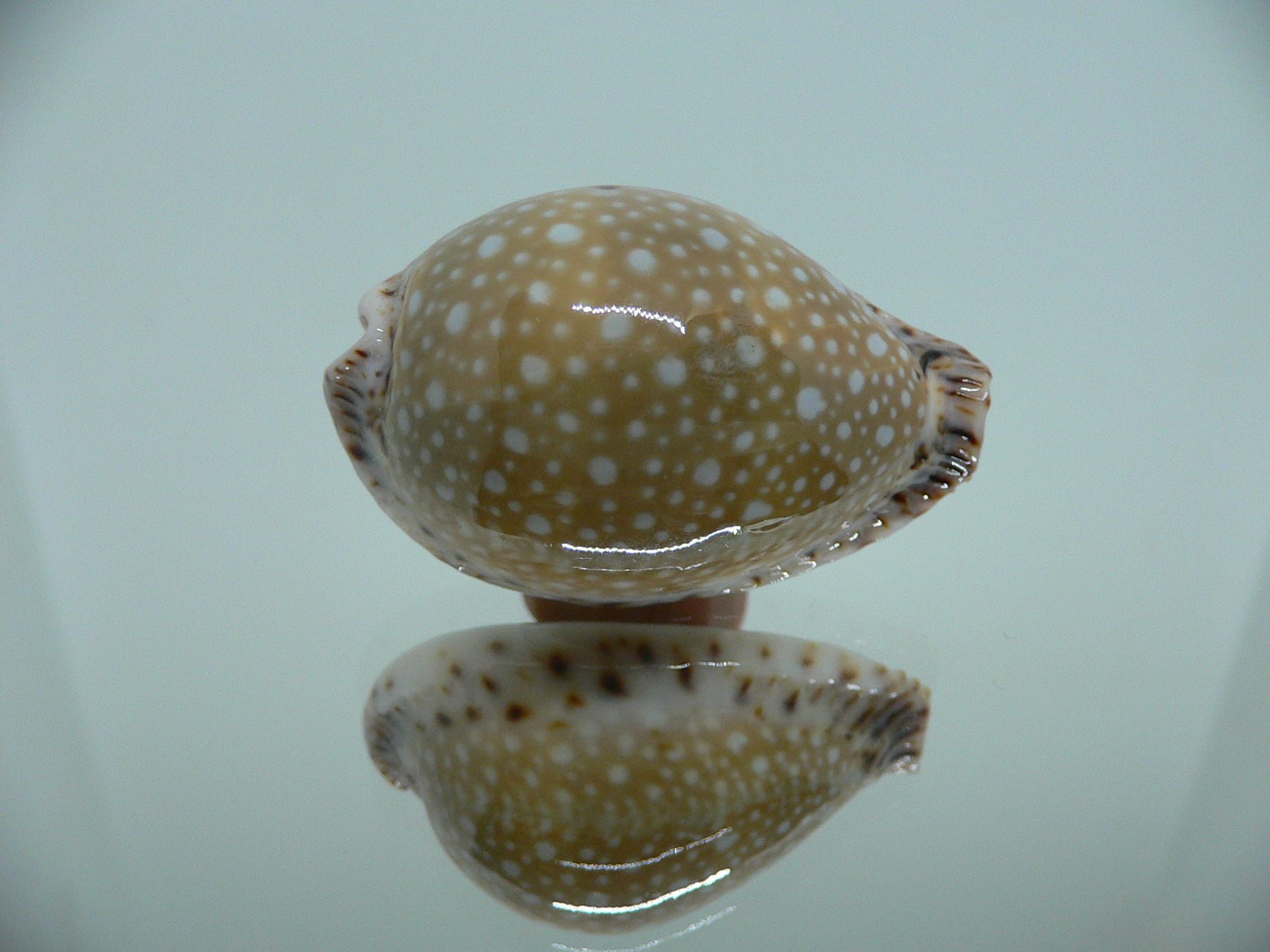 Cypraea lamarckii lamarckii