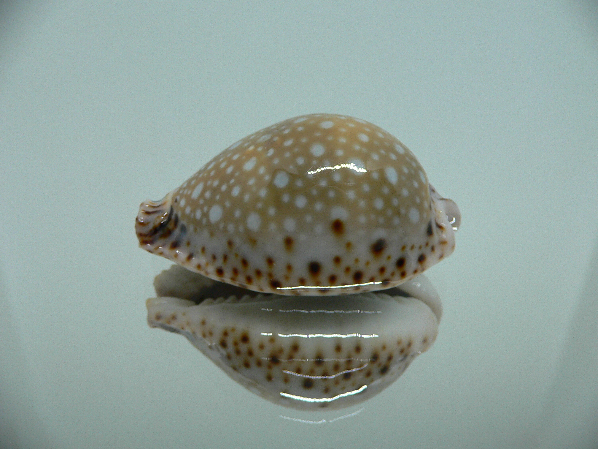 Cypraea lamarckii lamarckii