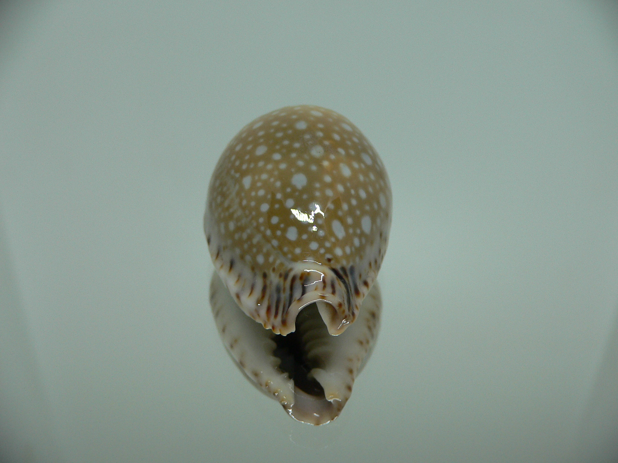 Cypraea lamarckii lamarckii