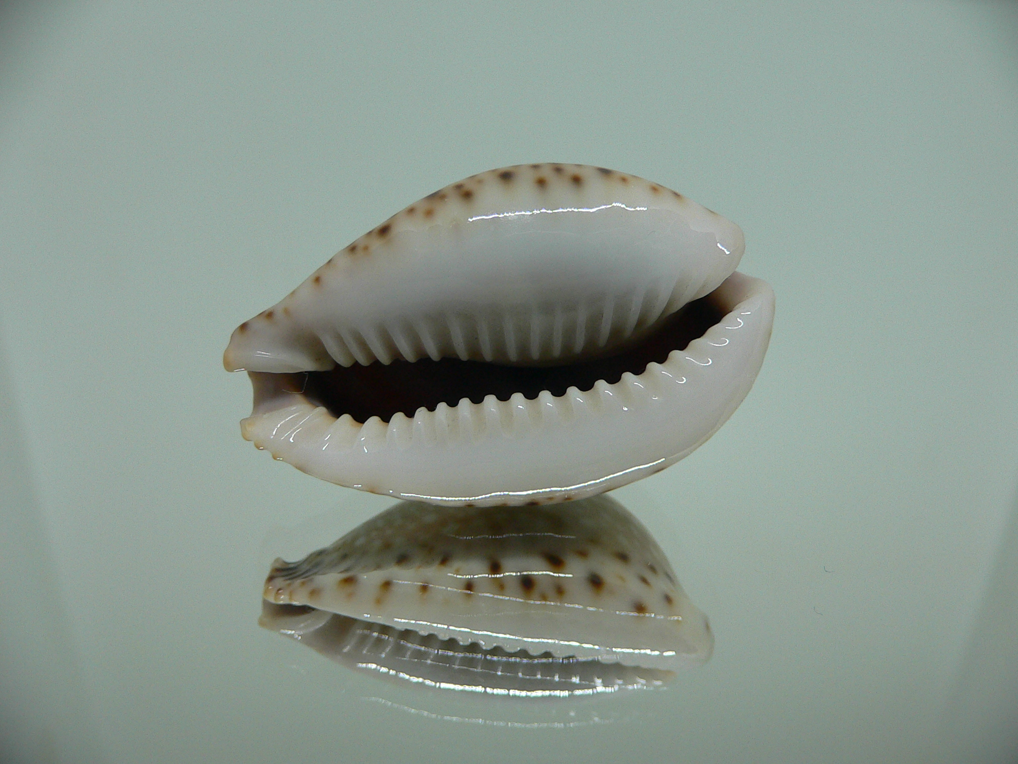 Cypraea lamarckii lamarckii
