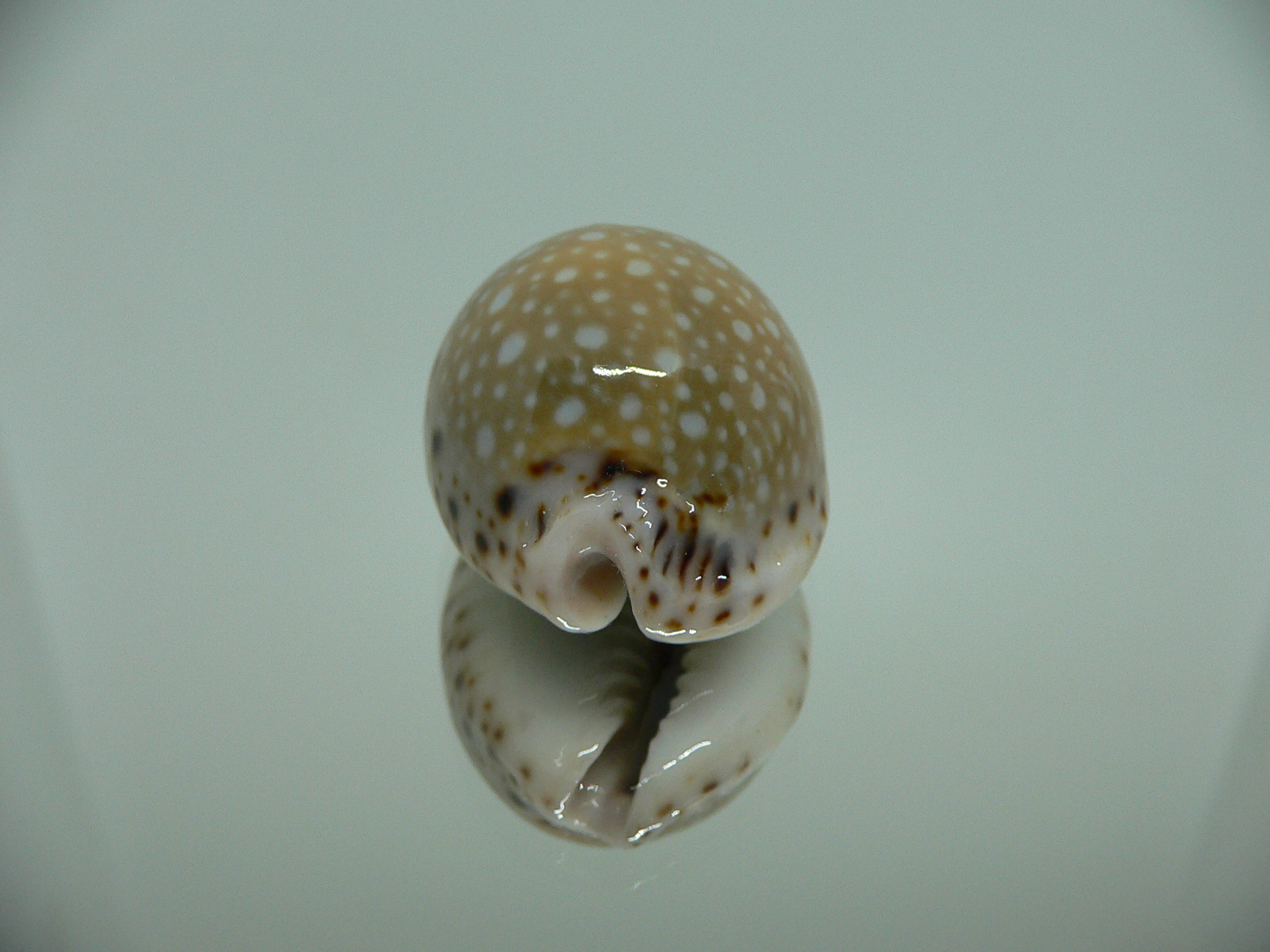 Cypraea lamarckii lamarckii