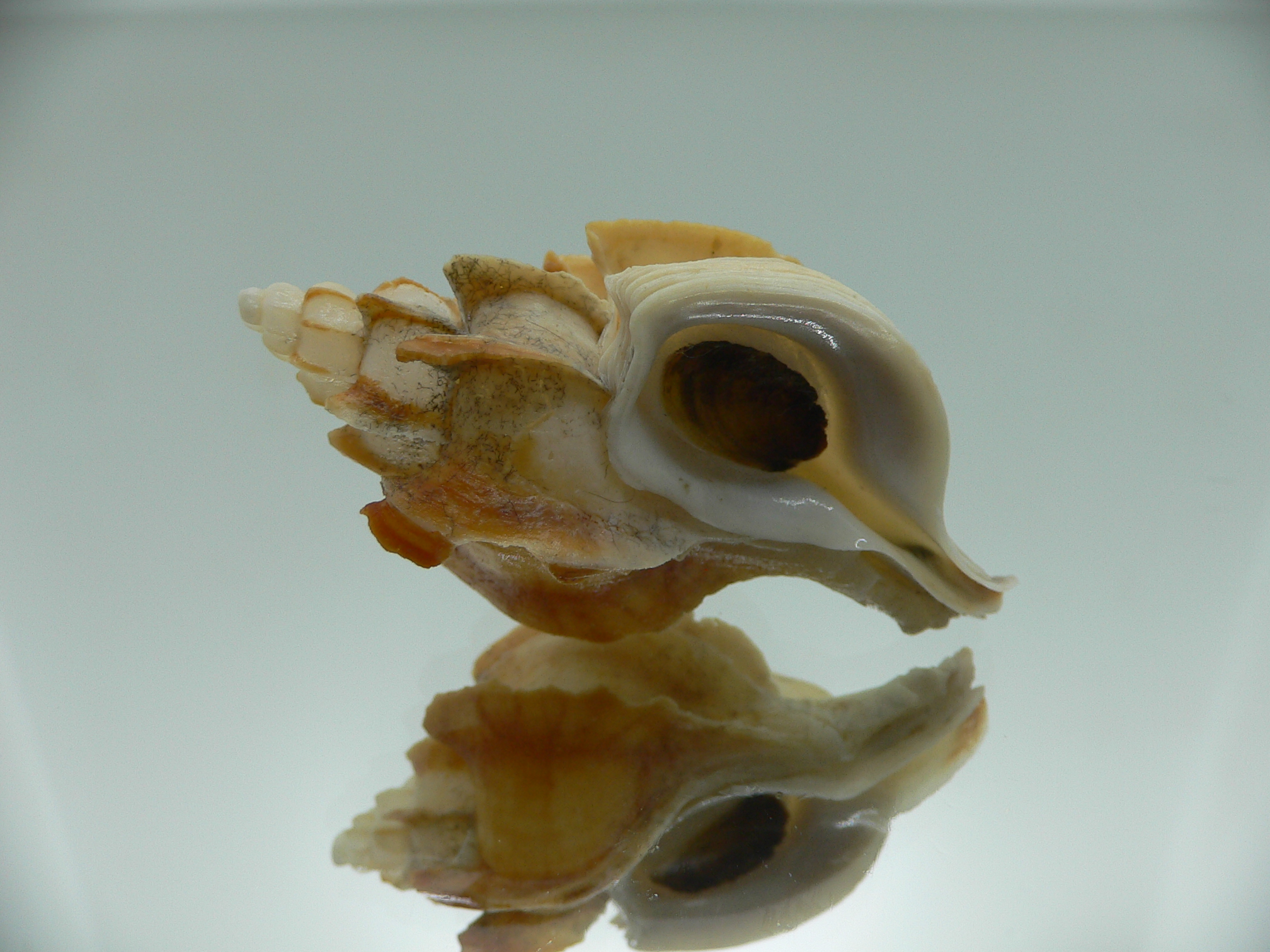 Boreotrophon candelabrum VERY BIG & BLADES