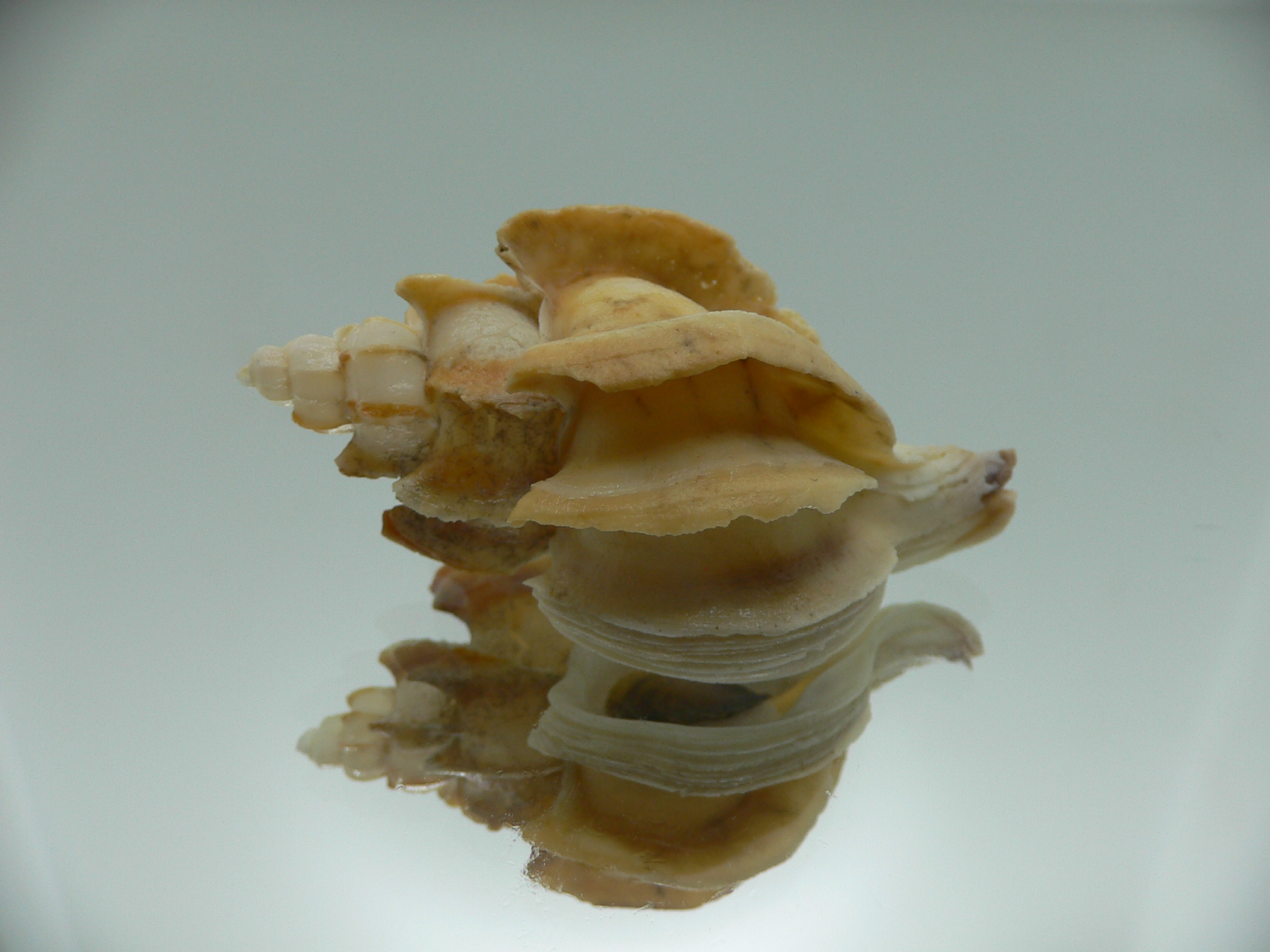 Boreotrophon candelabrum VERY BIG & BLADES