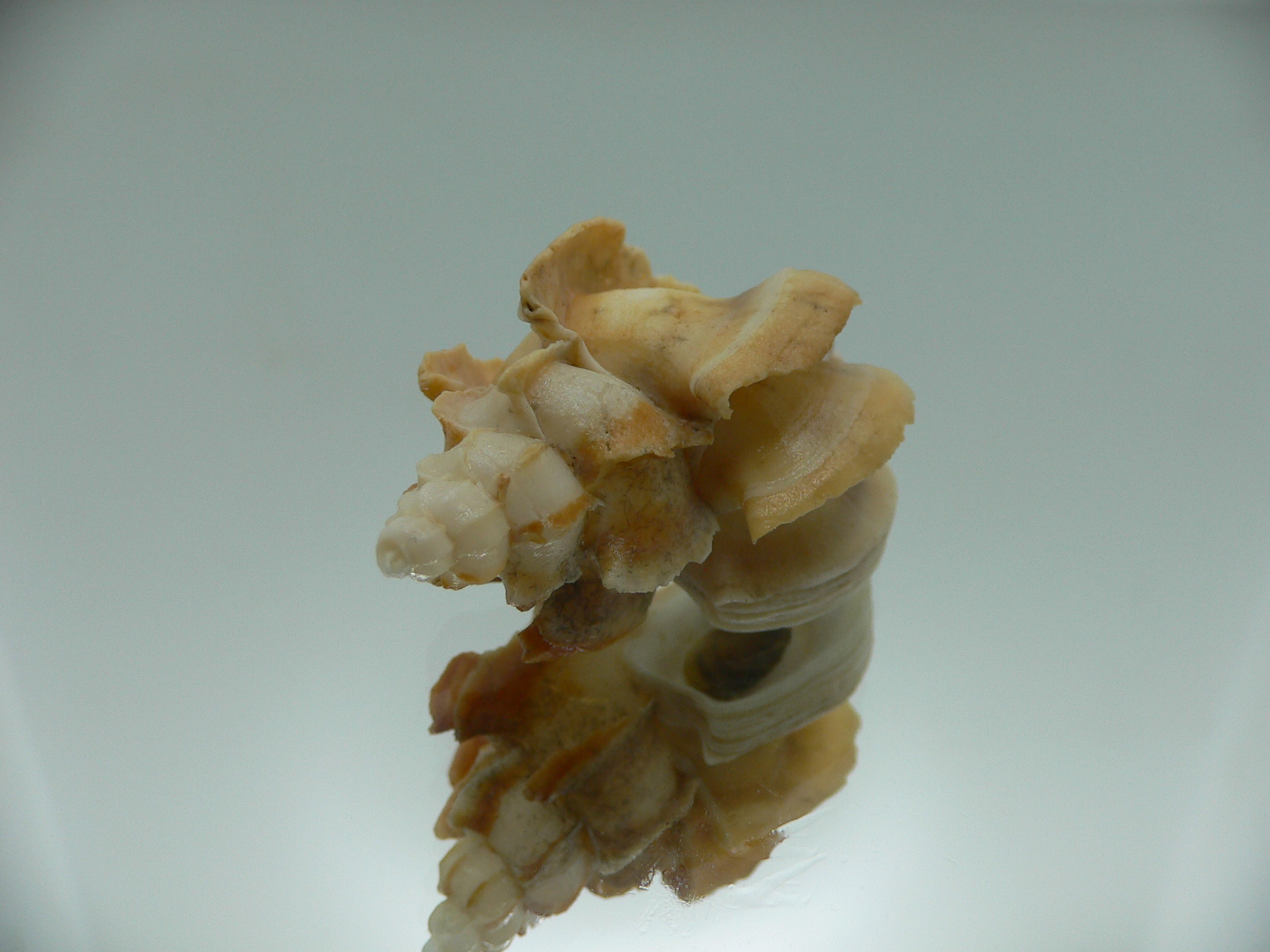 Boreotrophon candelabrum VERY BIG & BLADES