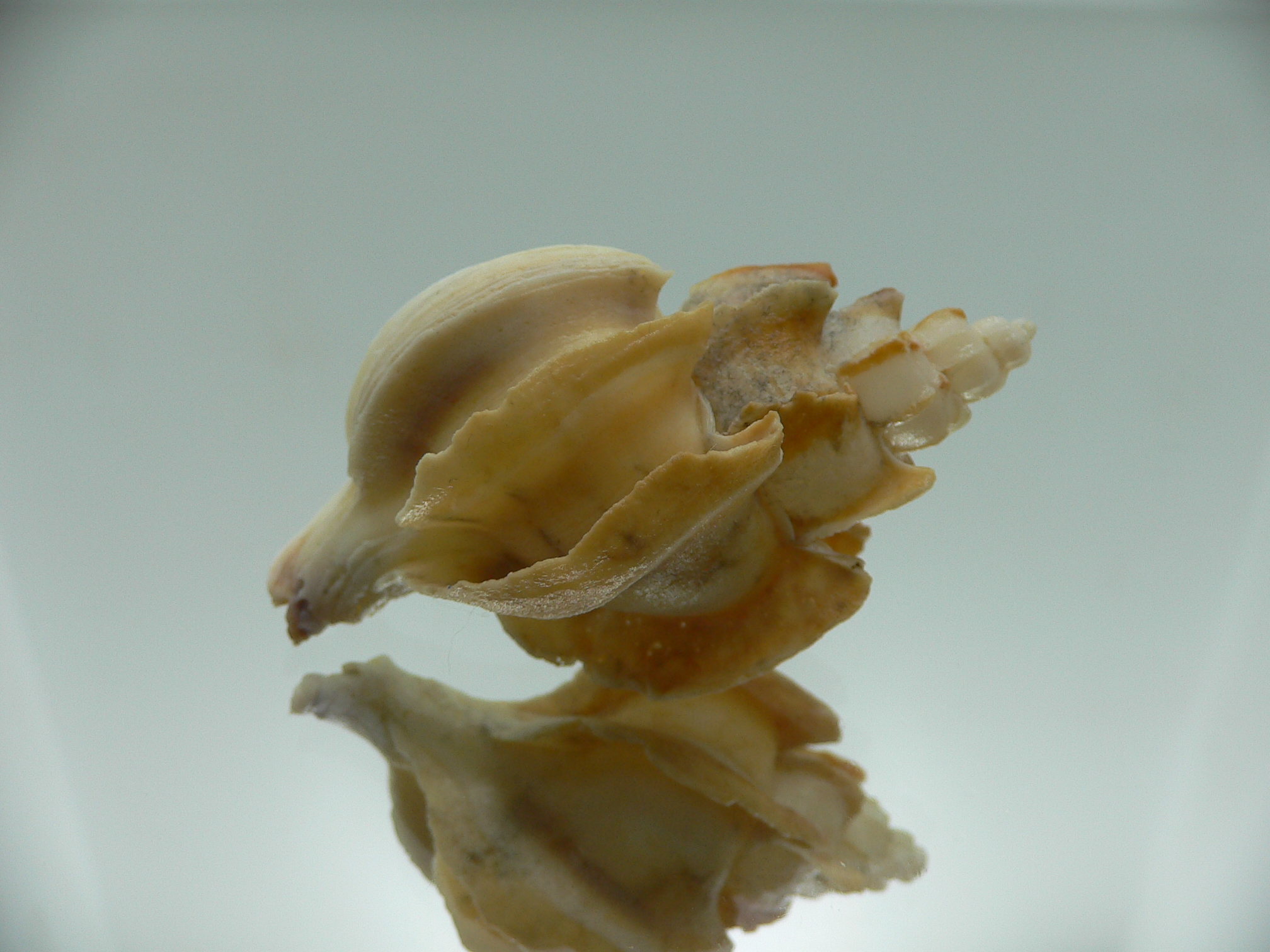 Boreotrophon candelabrum VERY BIG & BLADES