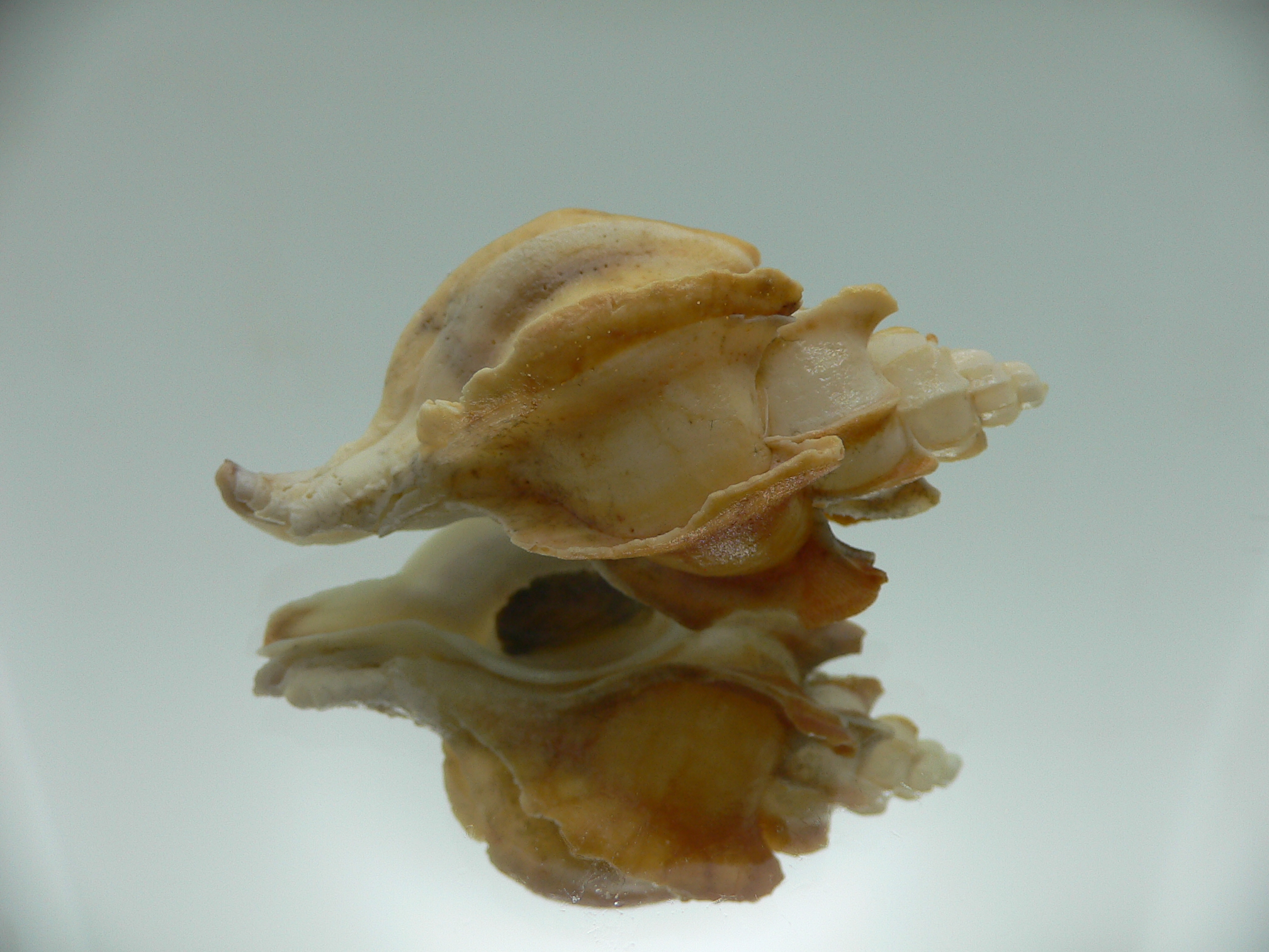 Boreotrophon candelabrum VERY BIG & BLADES