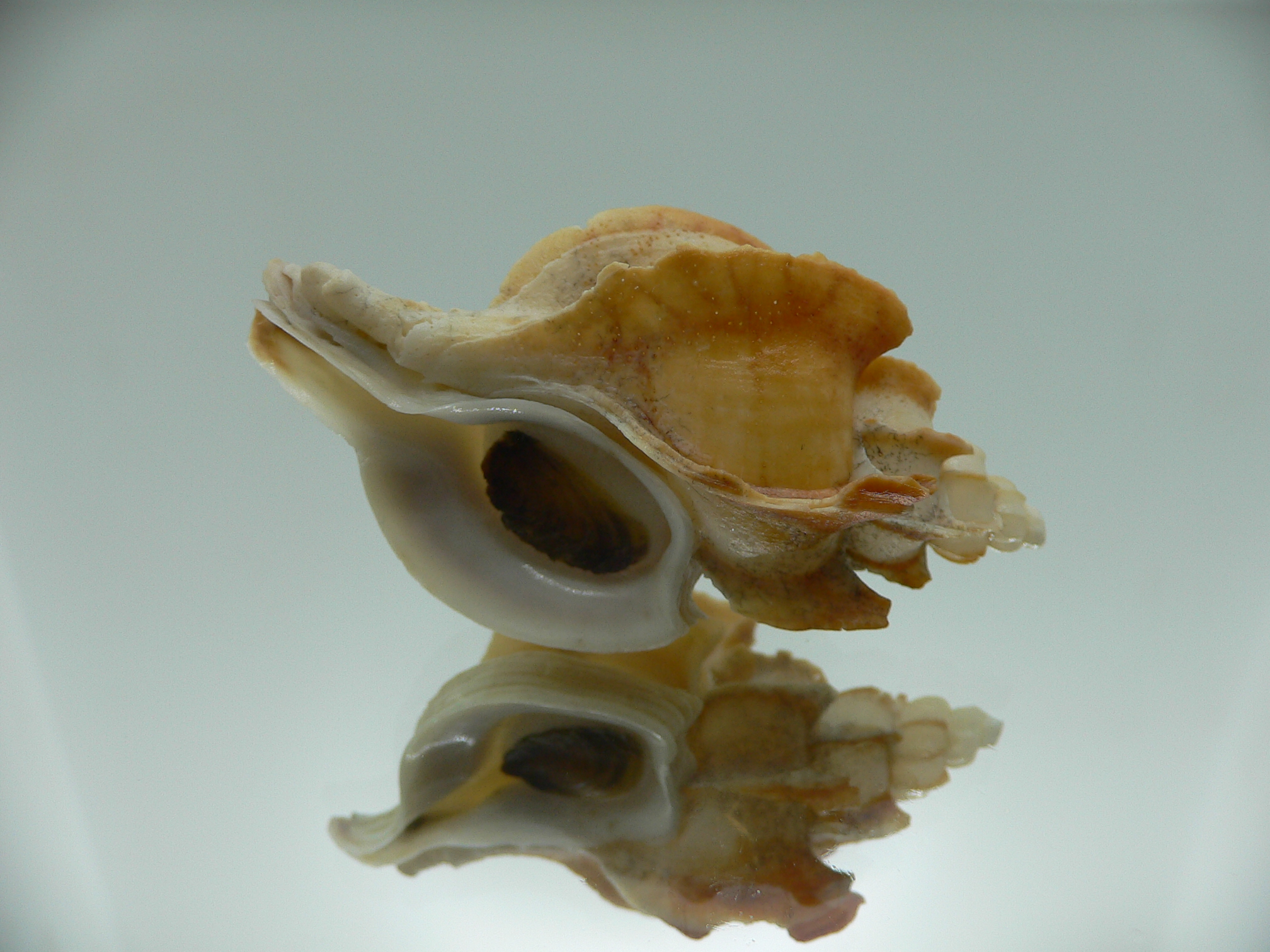 Boreotrophon candelabrum VERY BIG & BLADES