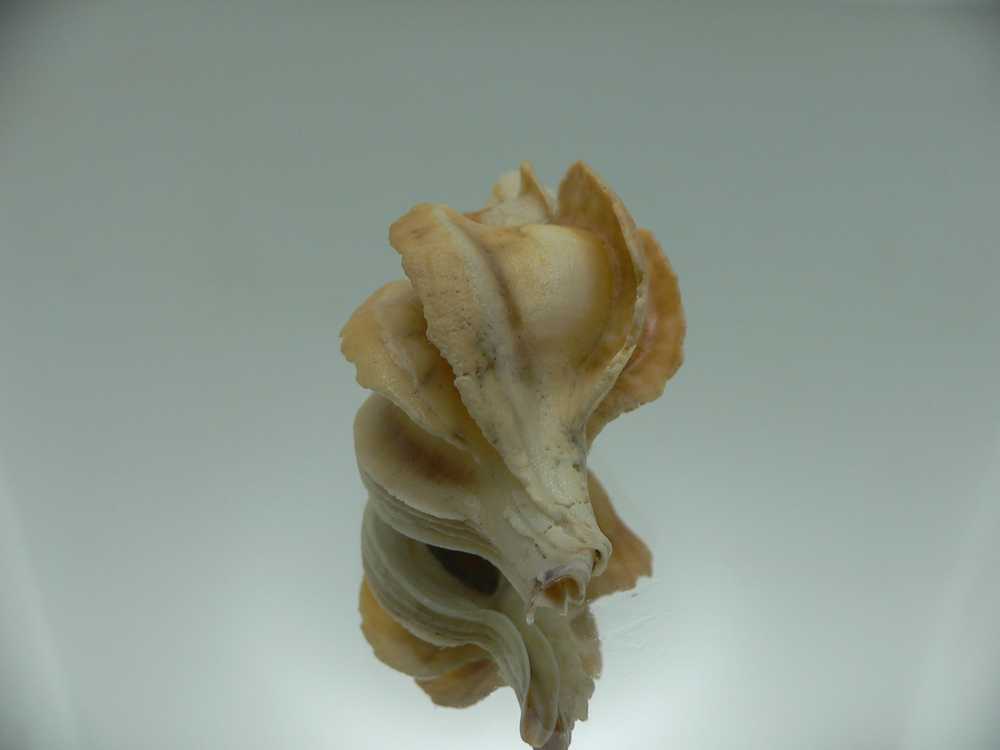 Boreotrophon candelabrum VERY BIG & BLADES