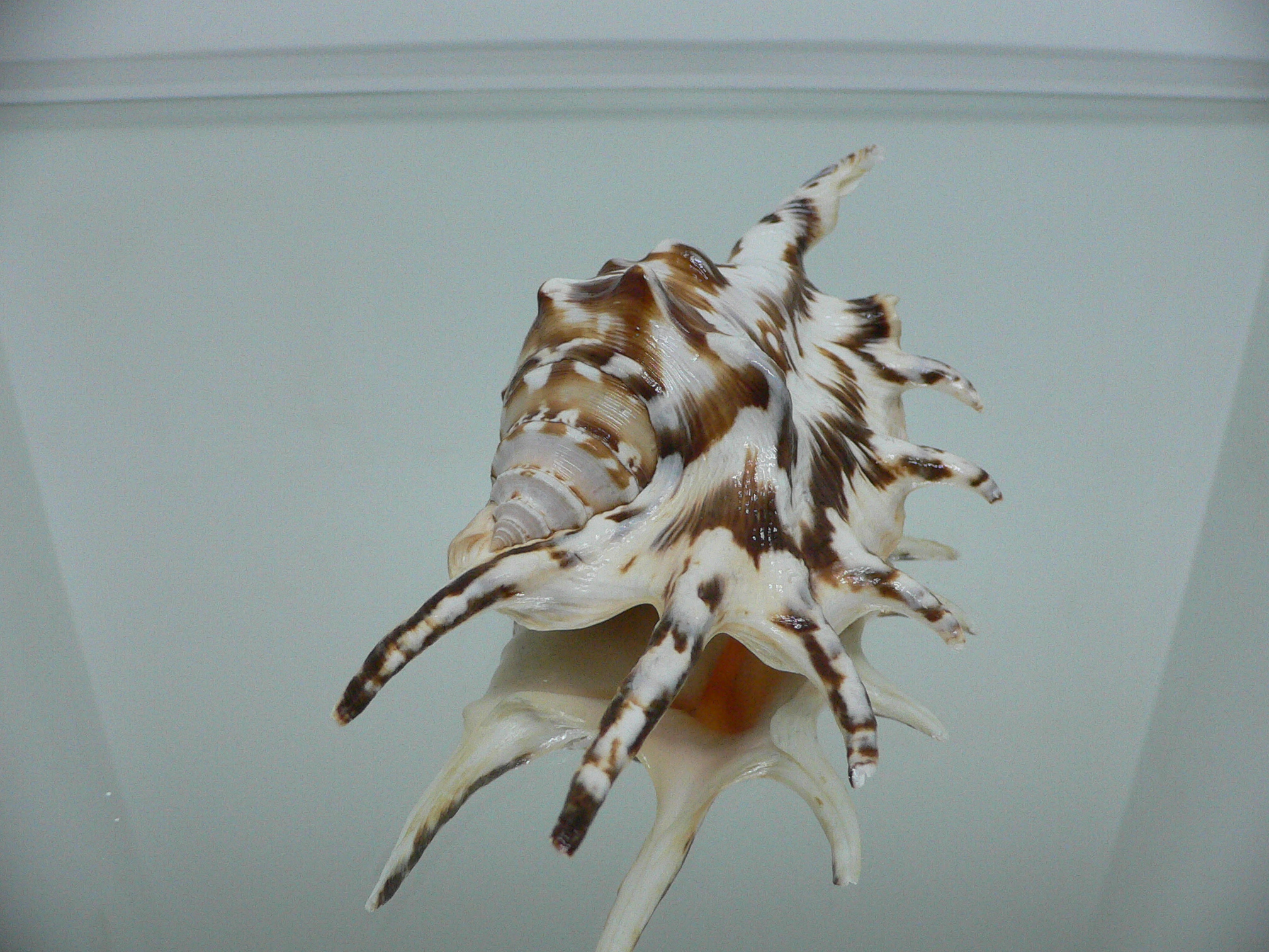 Lambis lambis ZIGZAG