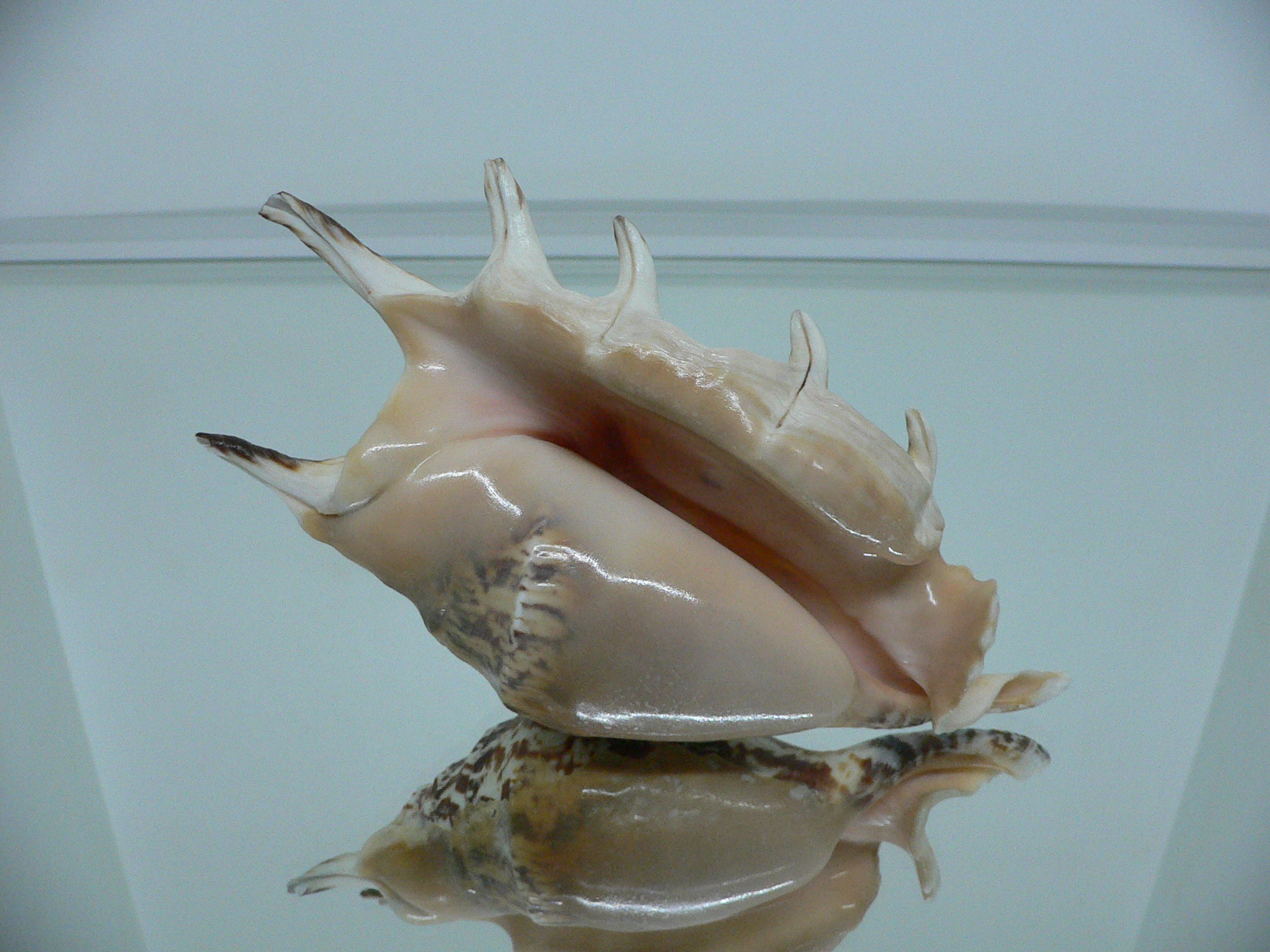 Lambis lambis ZIGZAG