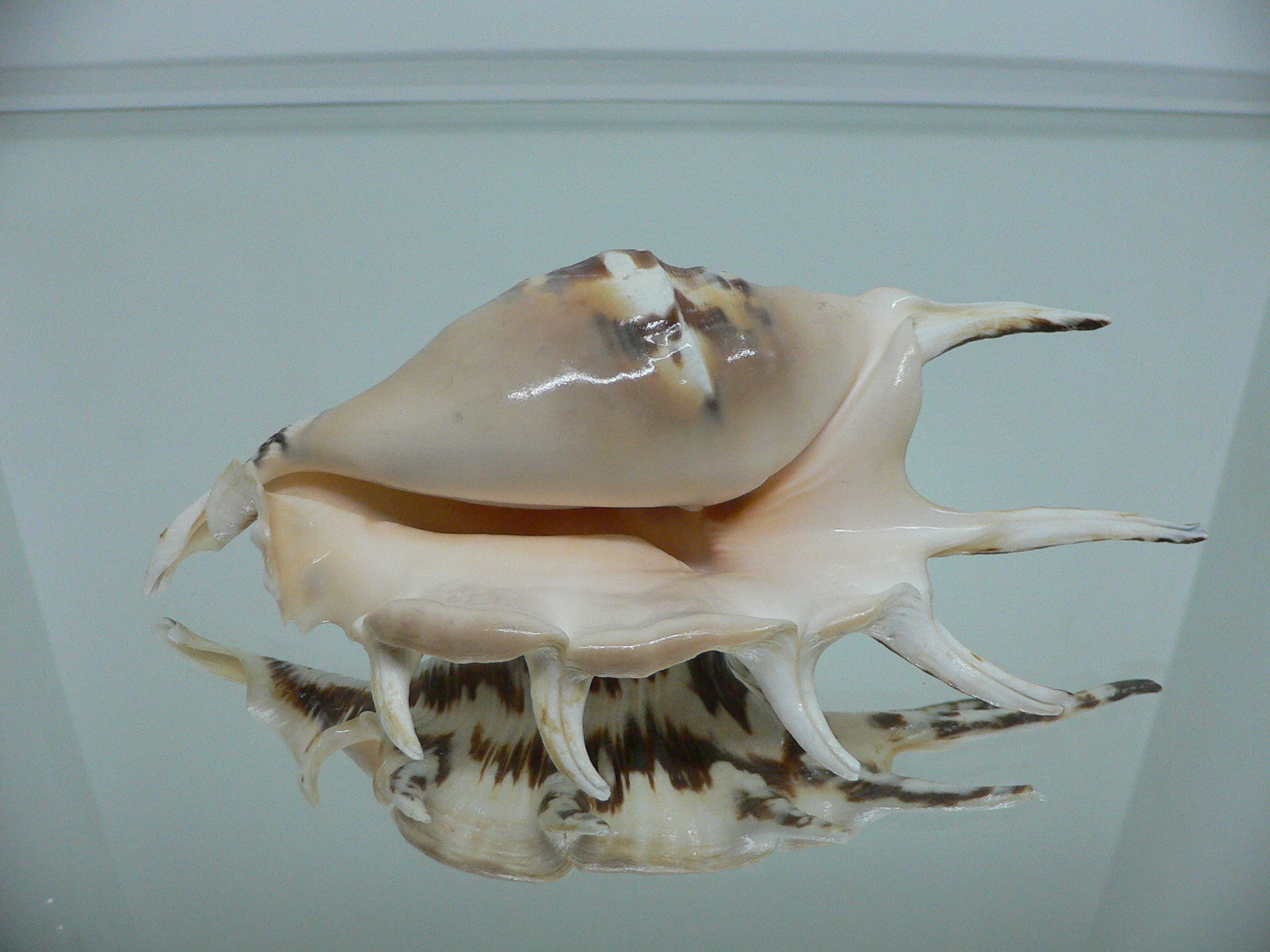 Lambis lambis ZIGZAG