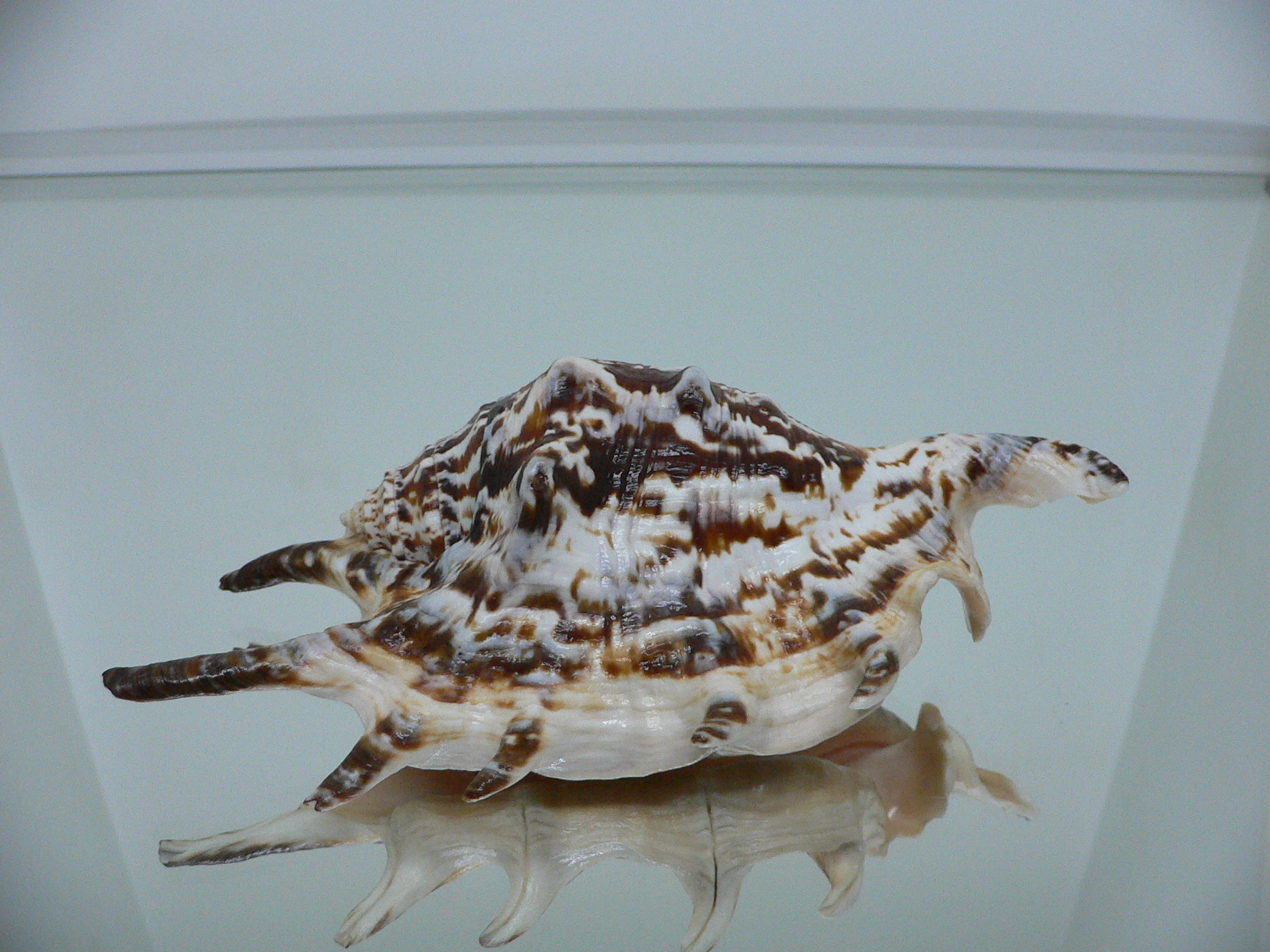 Lambis lambis ZIGZAG