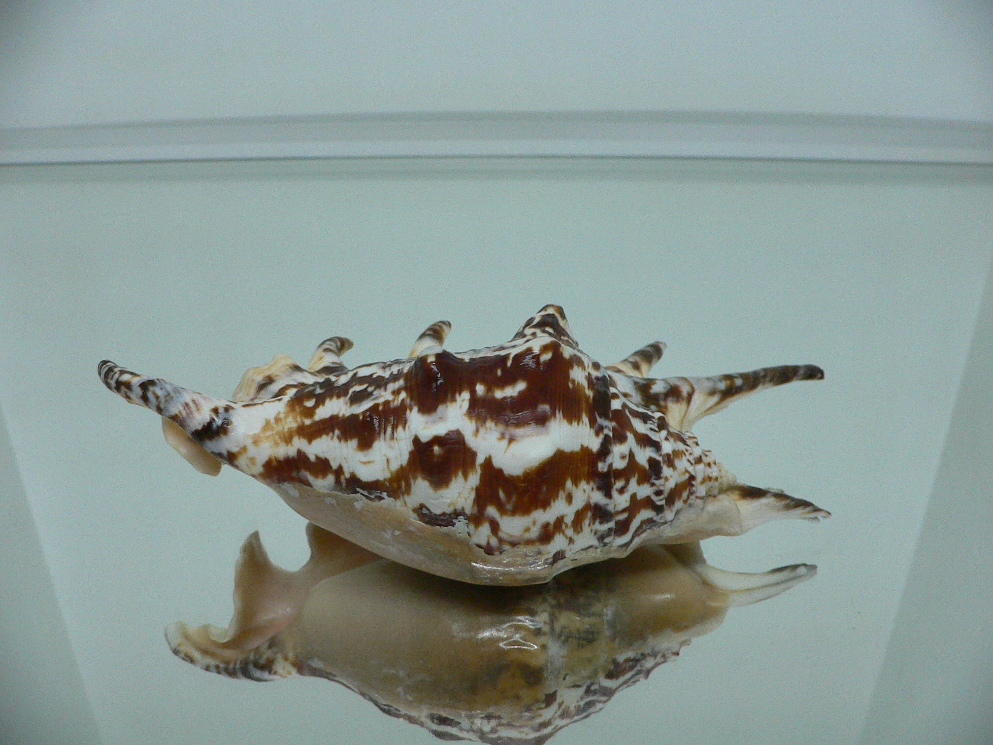 Lambis lambis ZIGZAG