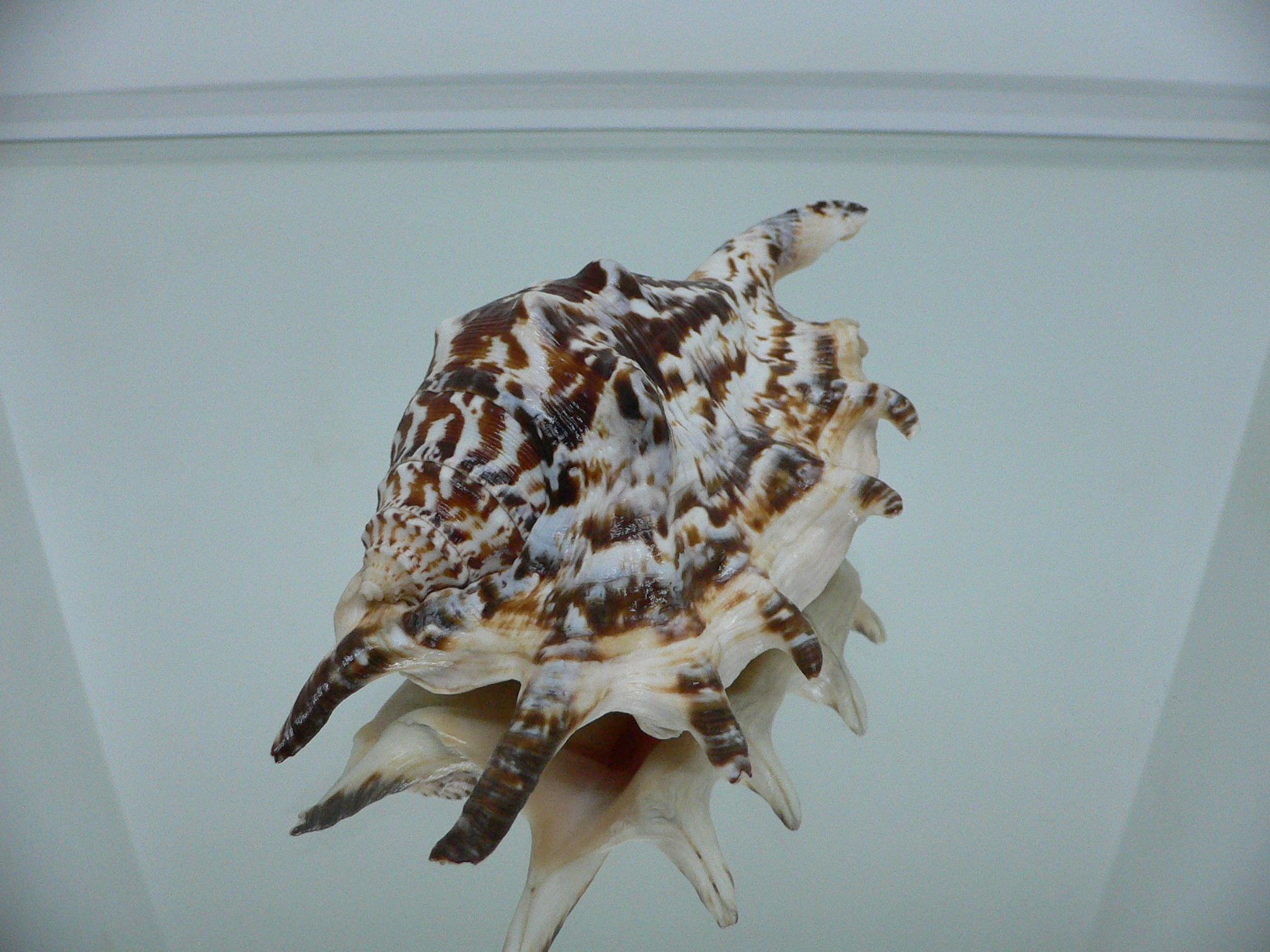 Lambis lambis ZIGZAG