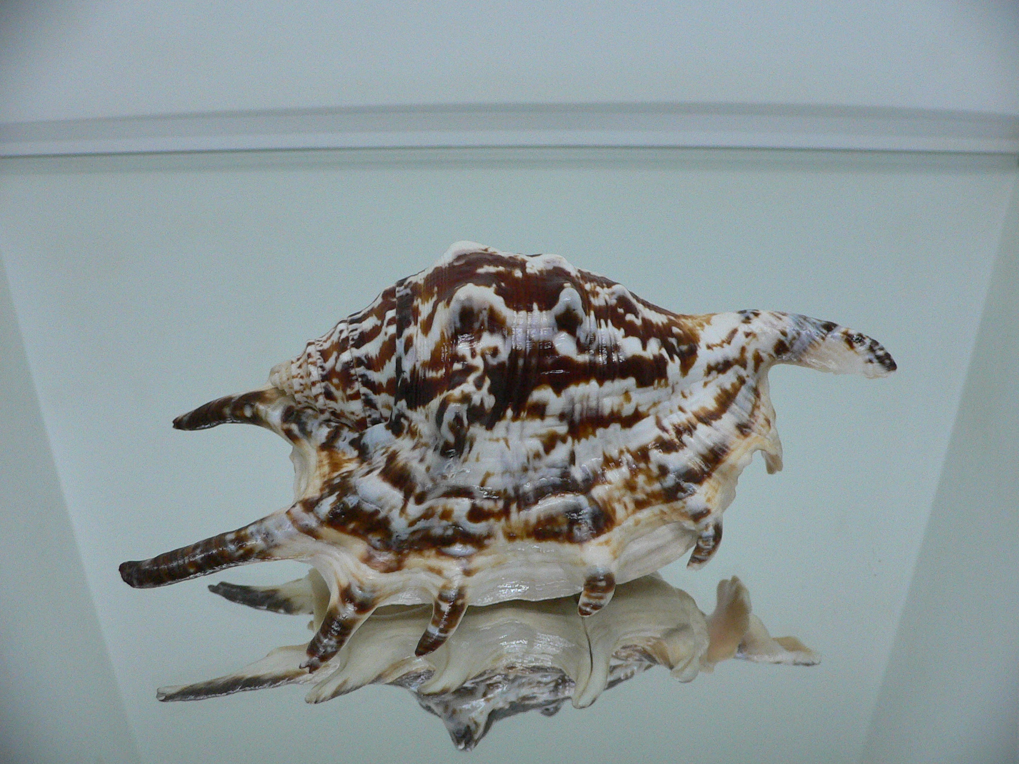 Lambis lambis ZIGZAG