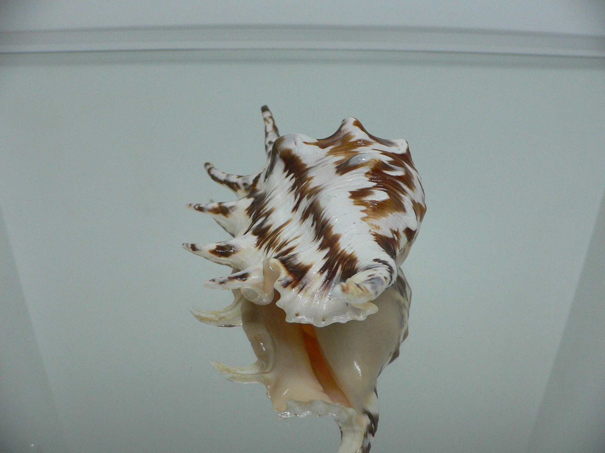 Lambis lambis ZIGZAG