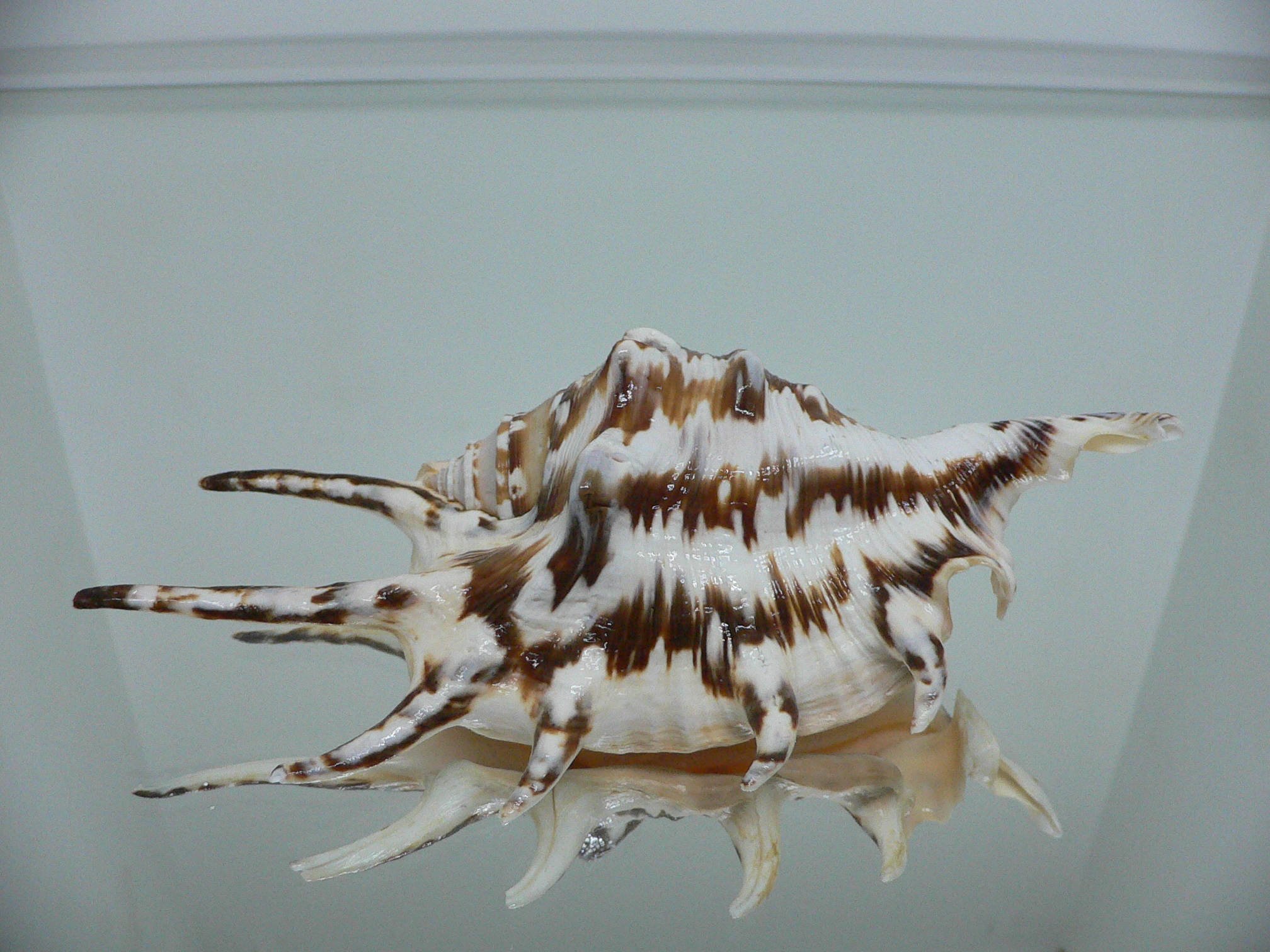 Lambis lambis ZIGZAG