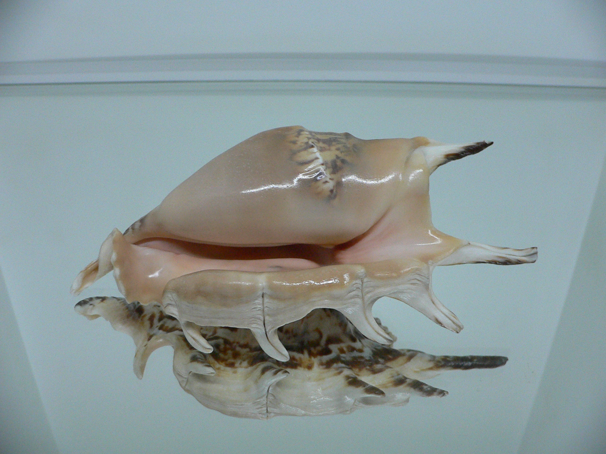 Lambis lambis ZIGZAG