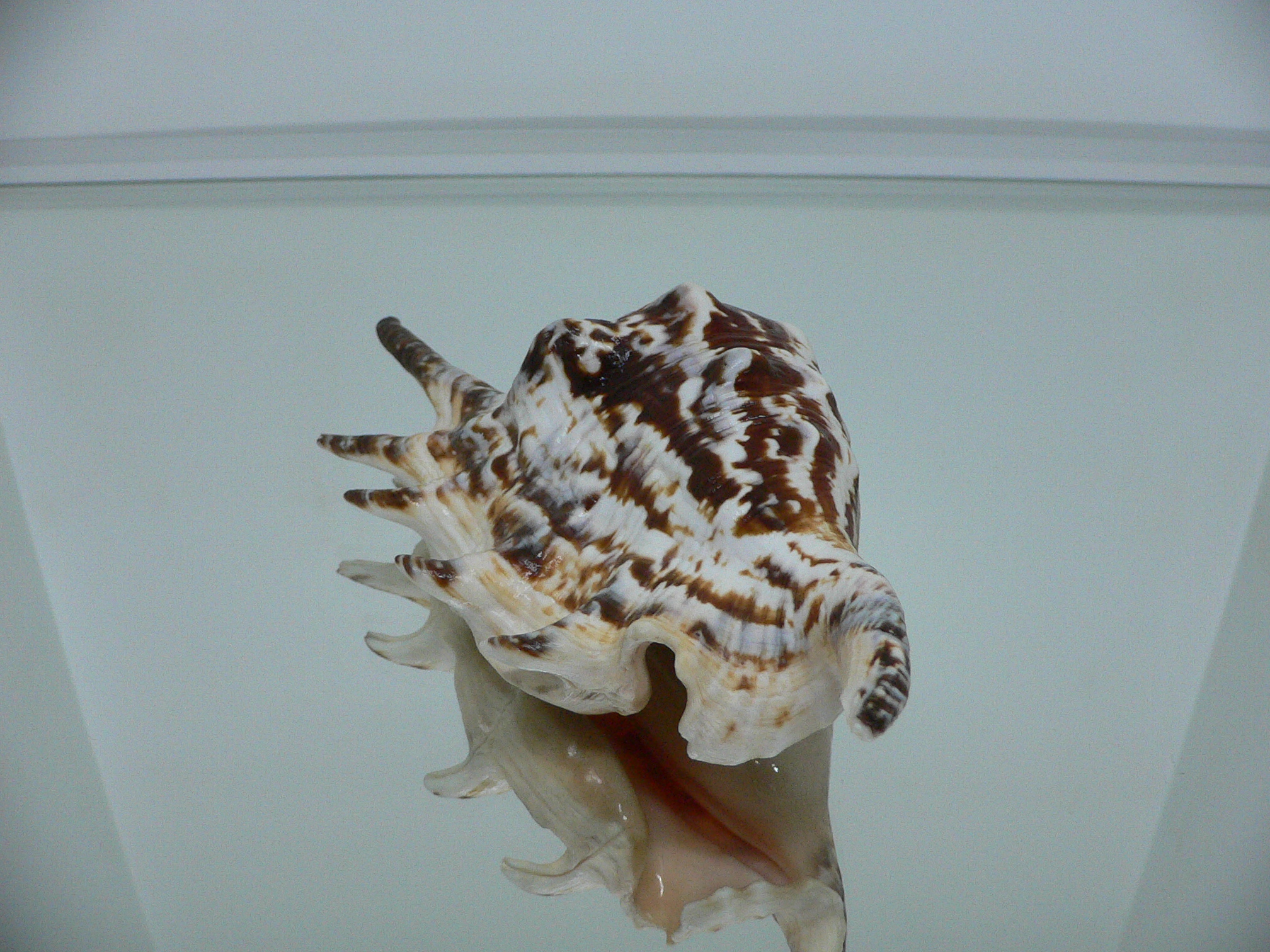 Lambis lambis ZIGZAG