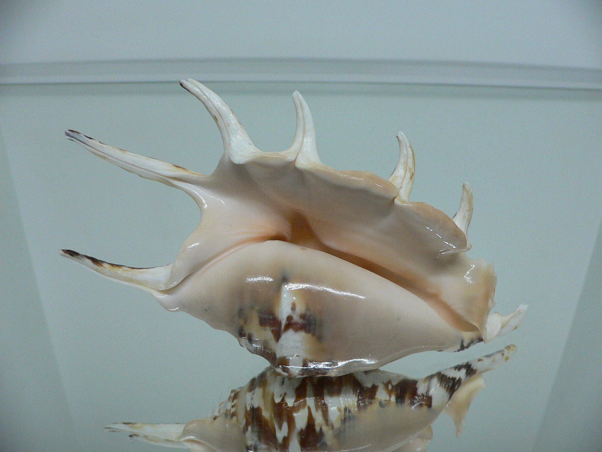 Lambis lambis ZIGZAG