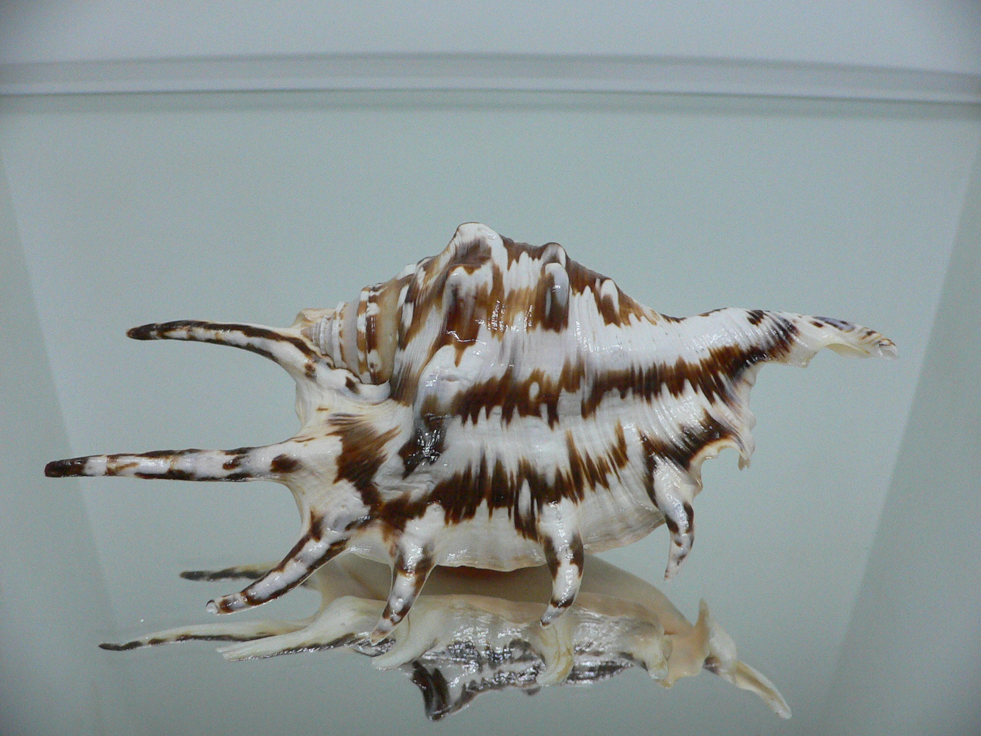 Lambis lambis ZIGZAG