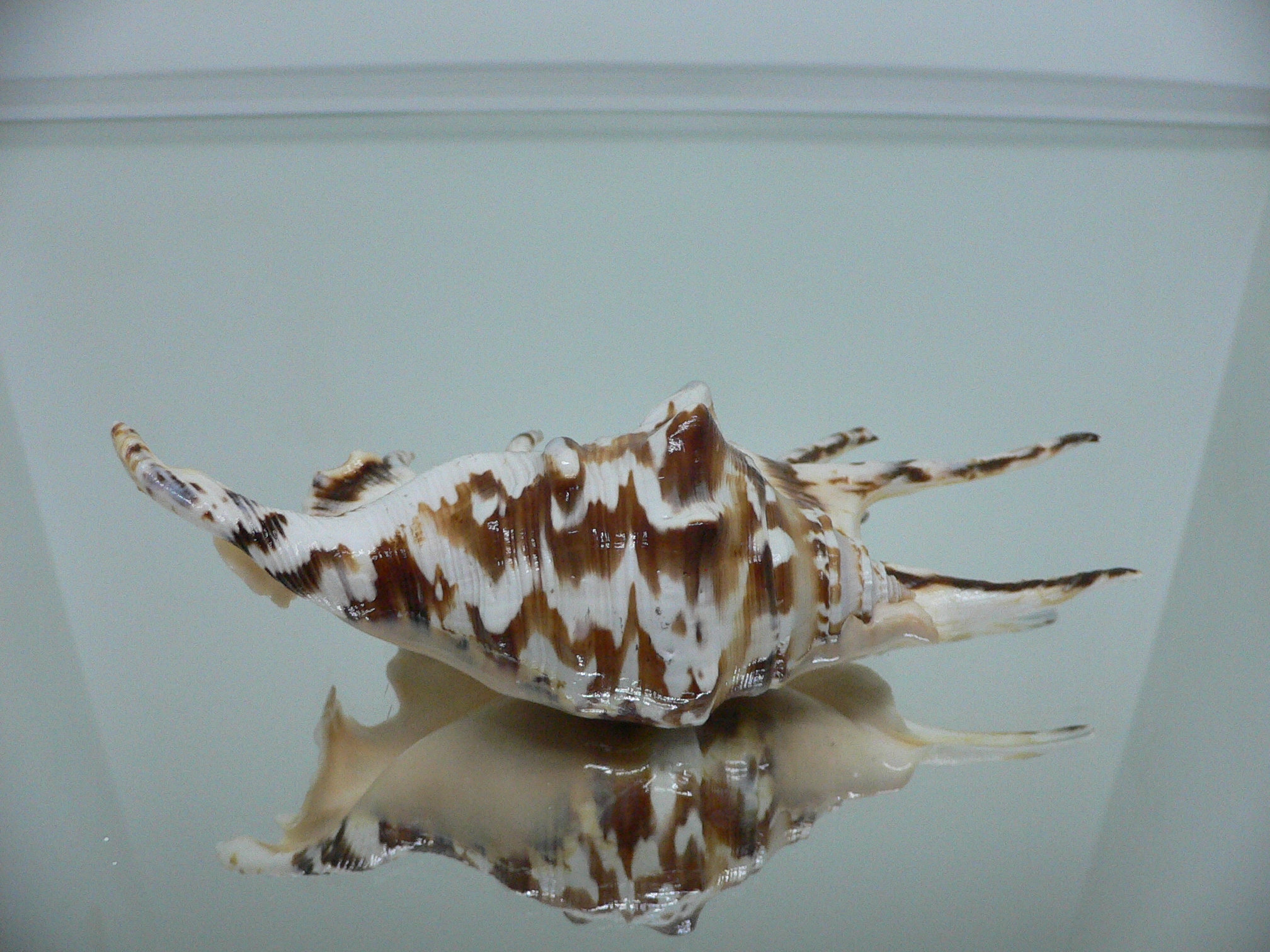 Lambis lambis ZIGZAG