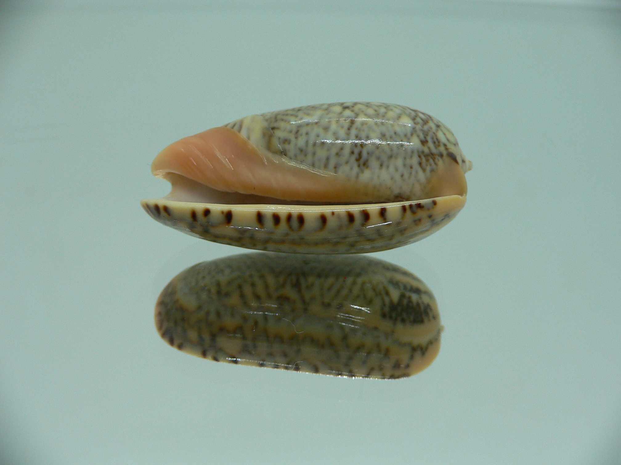 Oliva reticulata f. zigzag