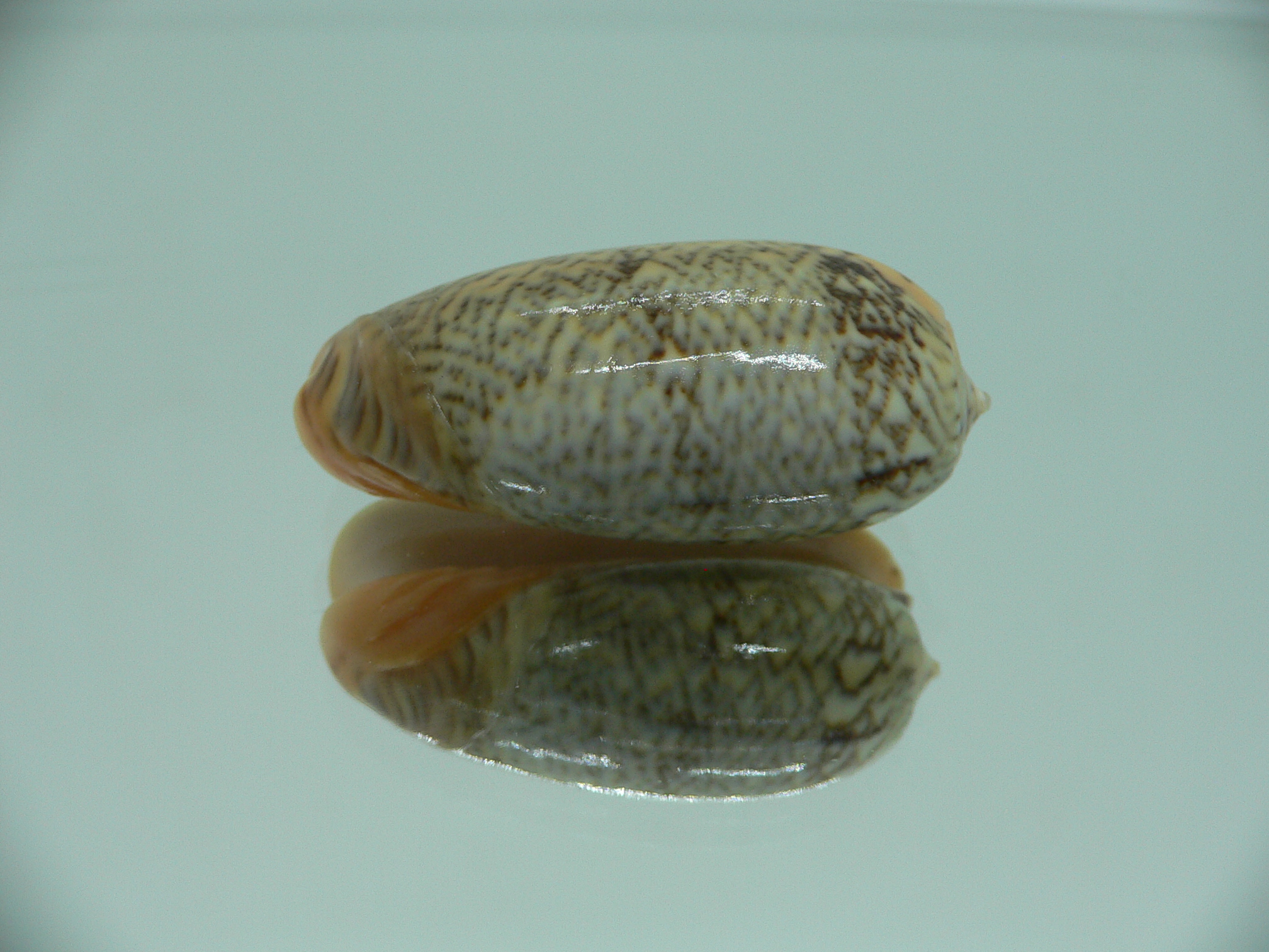 Oliva reticulata f. zigzag