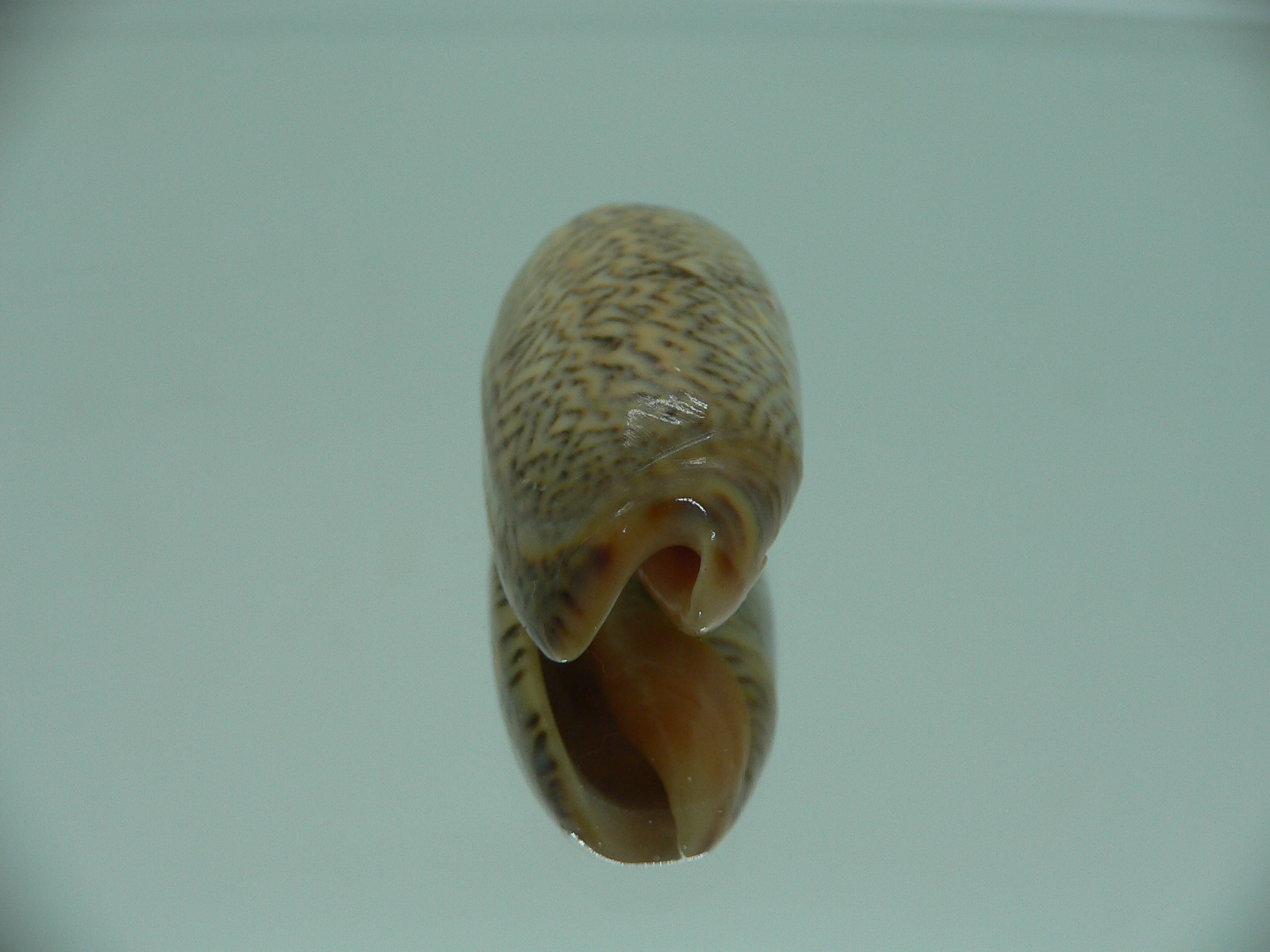 Oliva reticulata f. zigzag