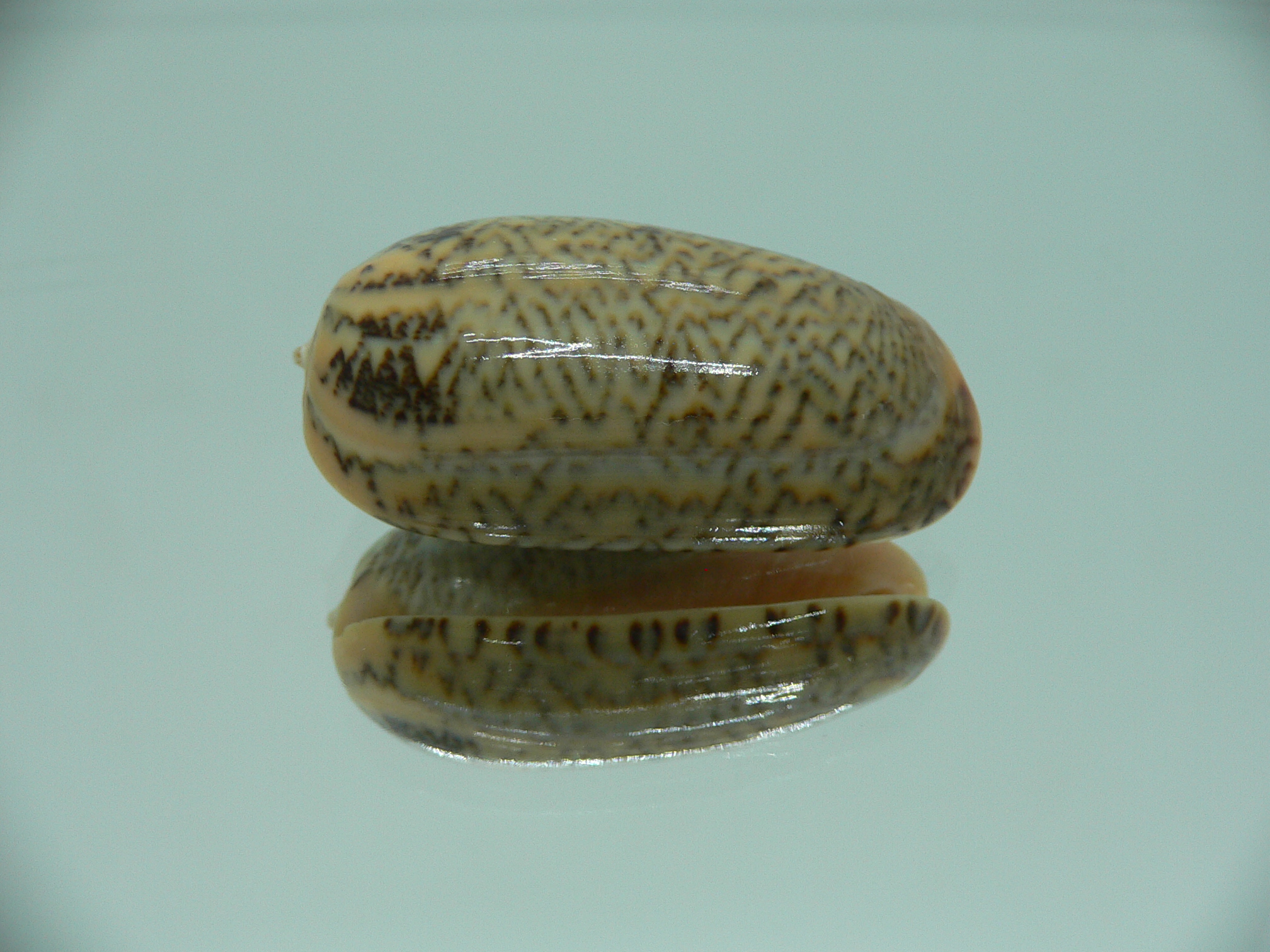 Oliva reticulata f. zigzag