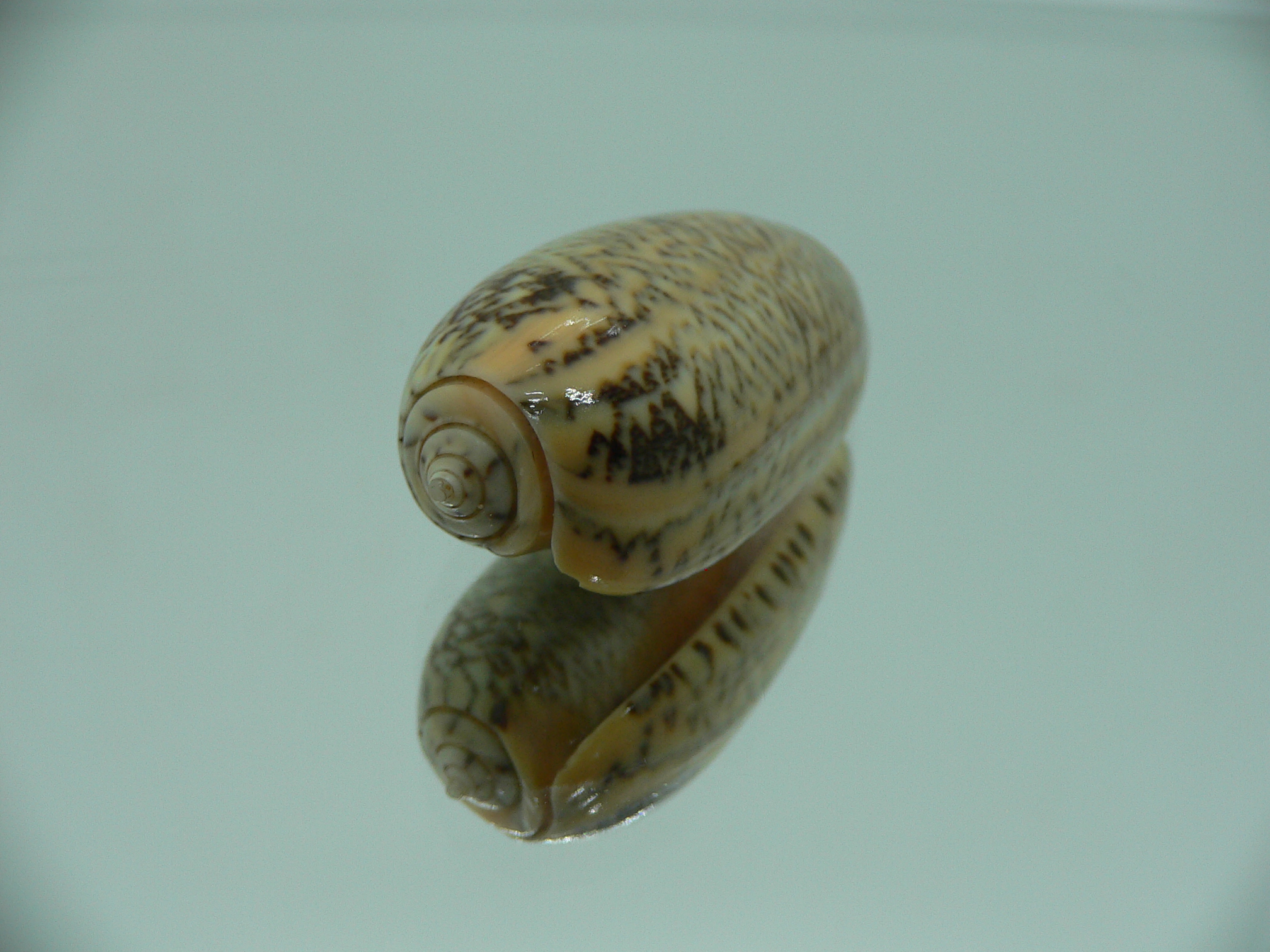 Oliva reticulata f. zigzag