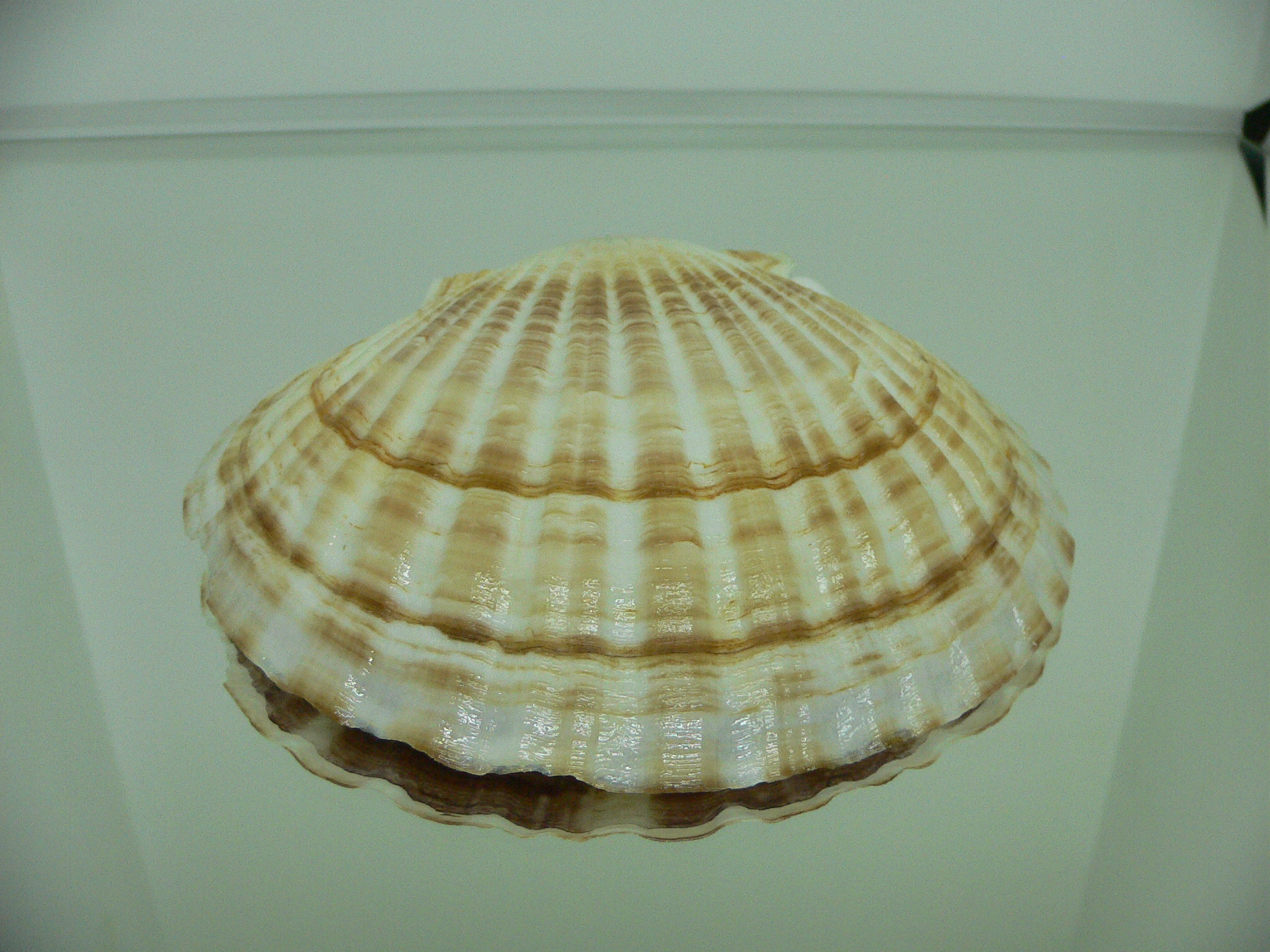 Patinopecten yessoensis DARK & STRIPES