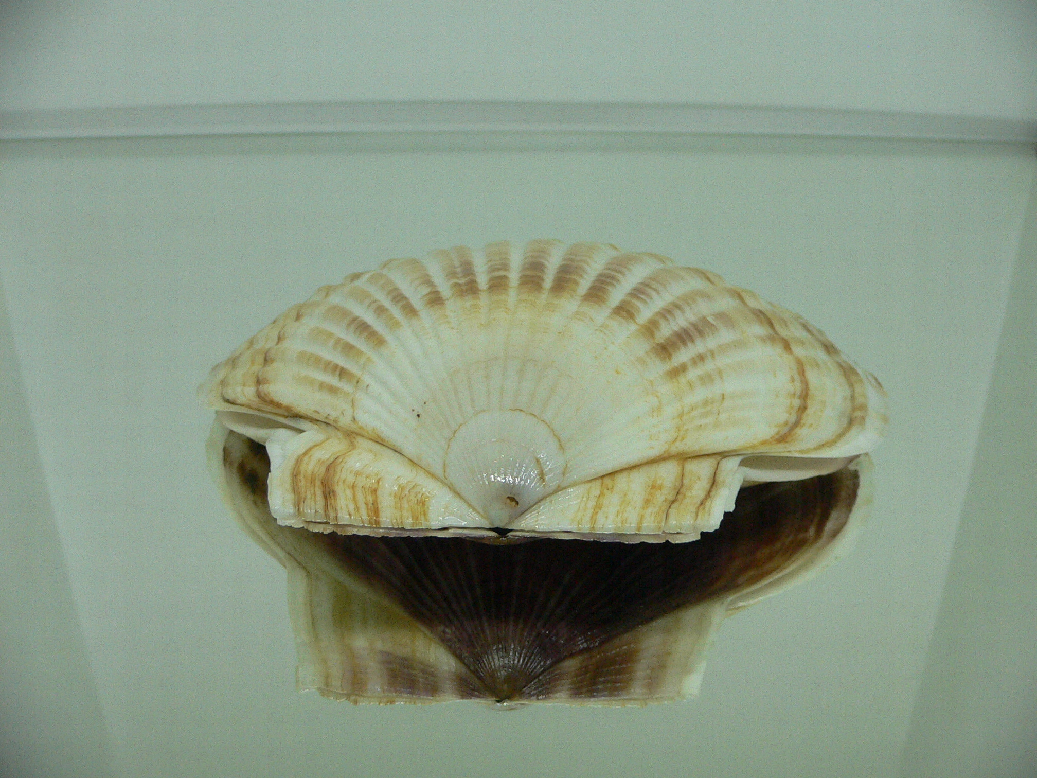 Patinopecten yessoensis DARK & STRIPES
