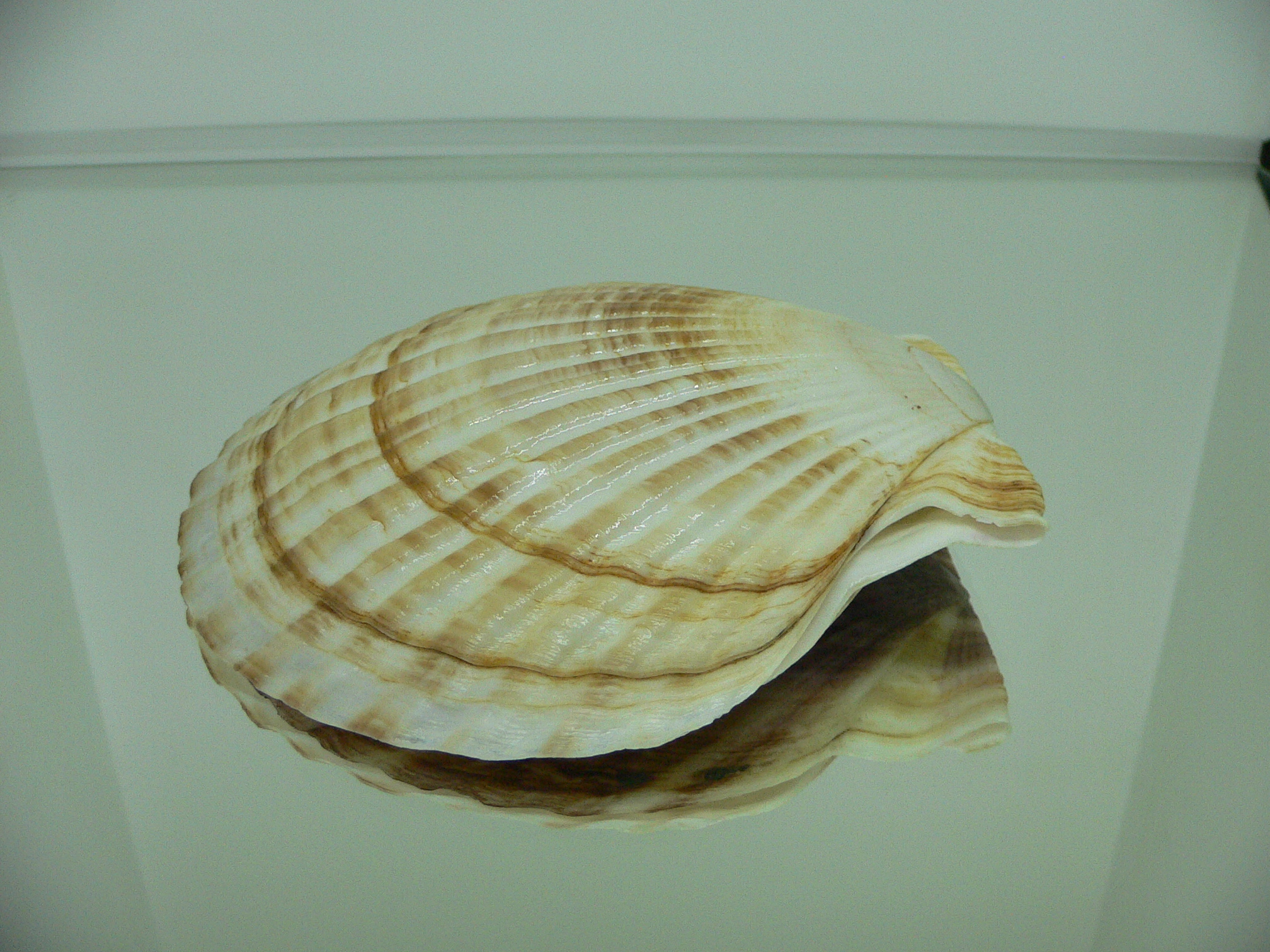 Patinopecten yessoensis DARK & STRIPES