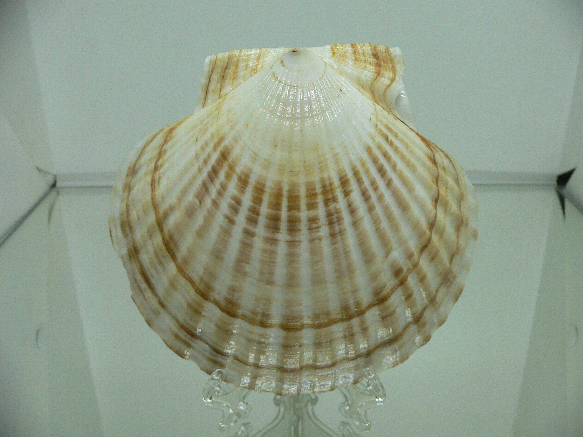 Patinopecten yessoensis DARK & STRIPES