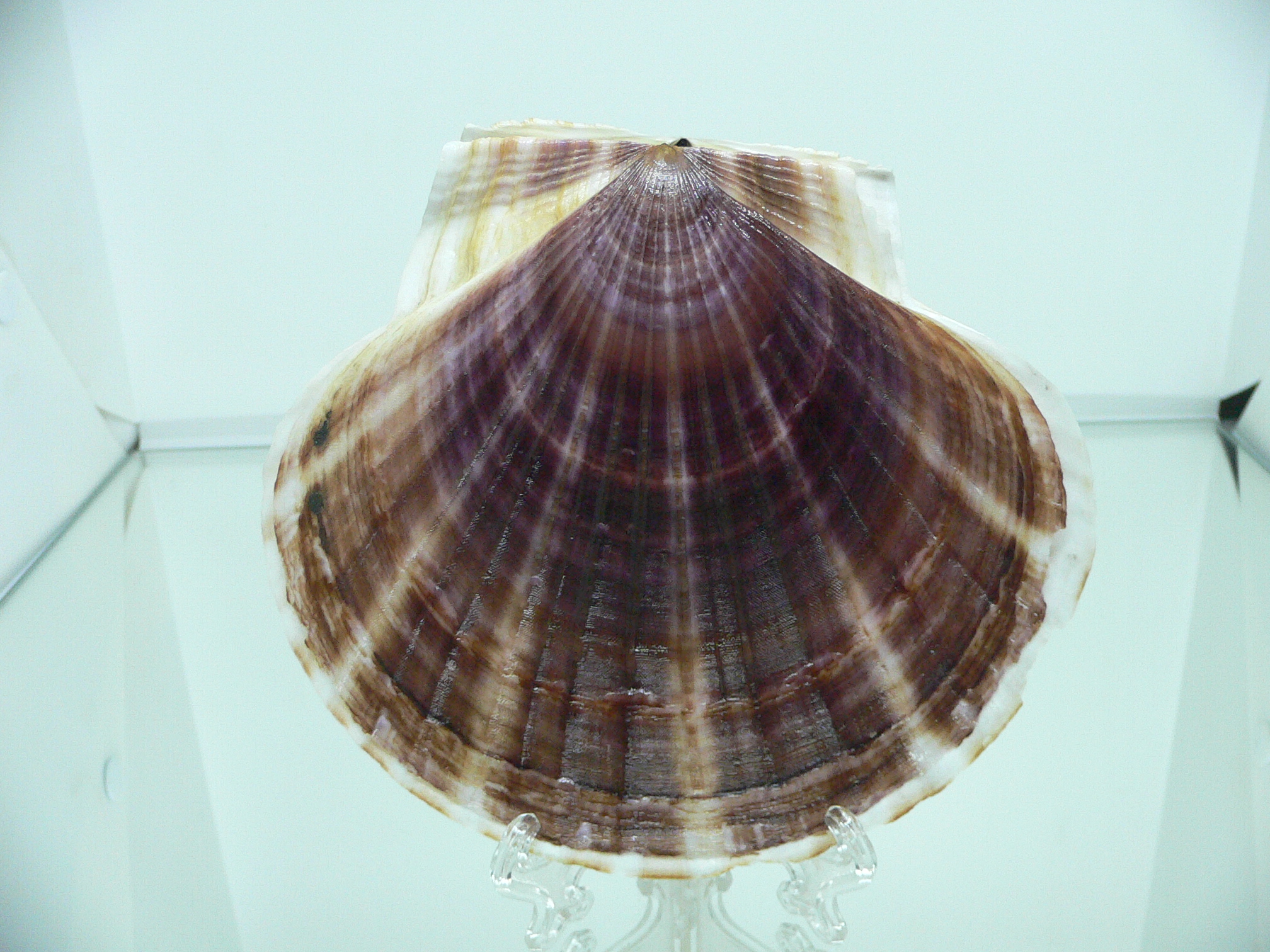 Patinopecten yessoensis DARK & STRIPES