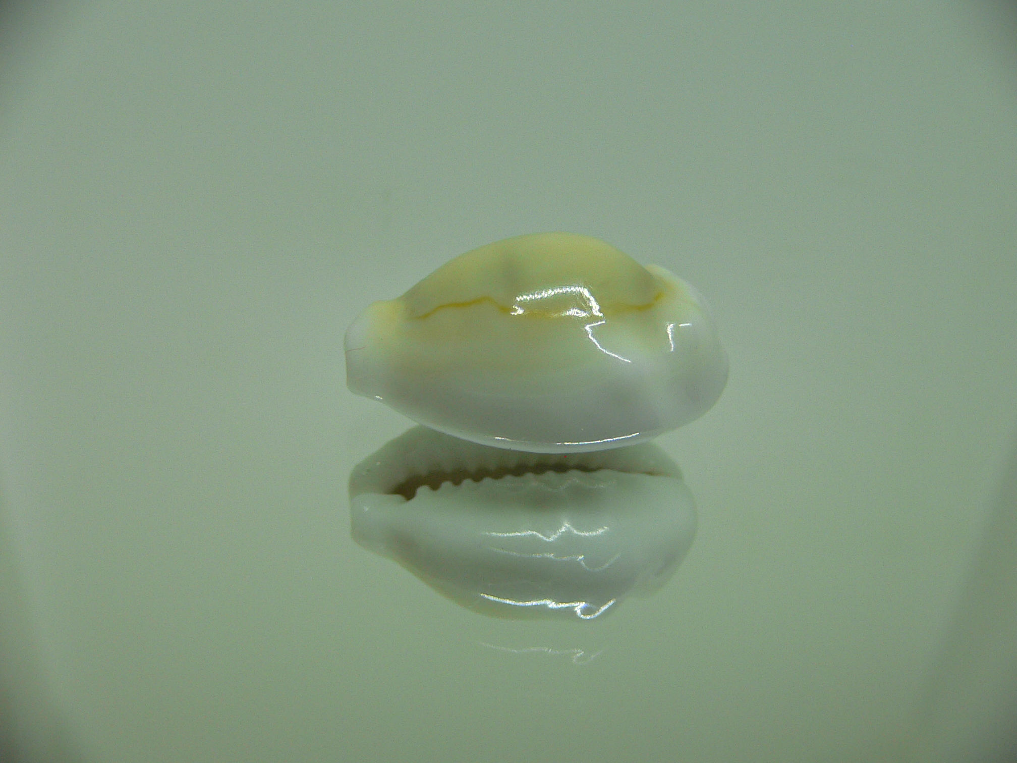 Cypraea moneta tuberculosa (var.) 10
