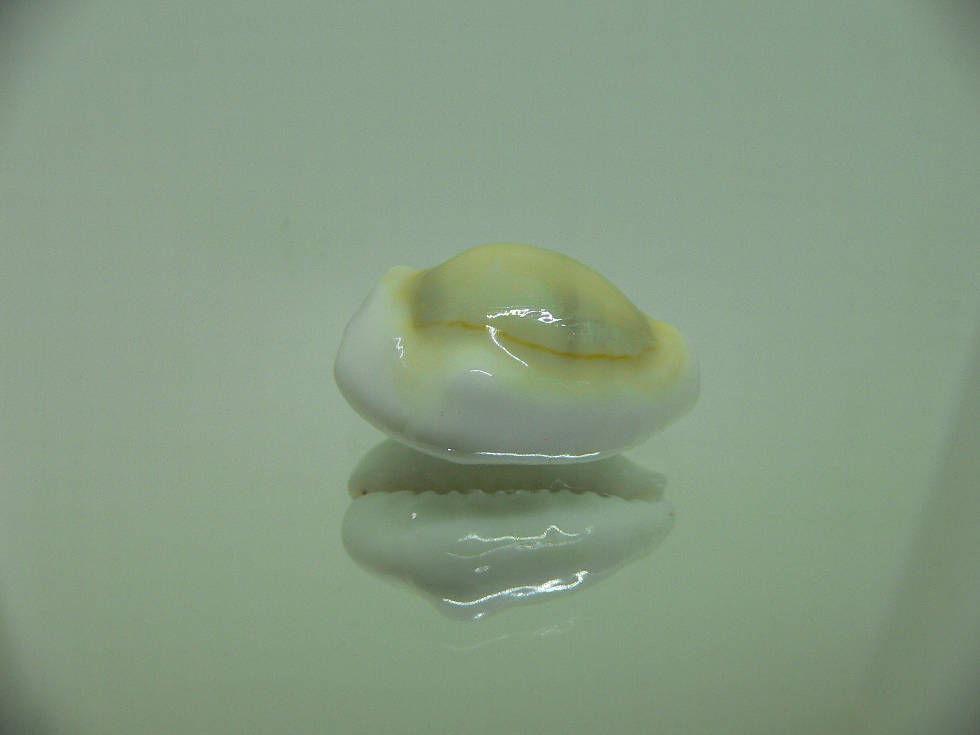 Cypraea moneta tuberculosa (var.) 10