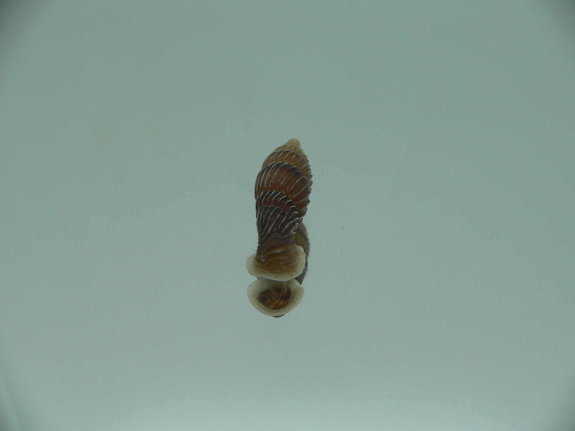 Grandinenia maroskoi sp.