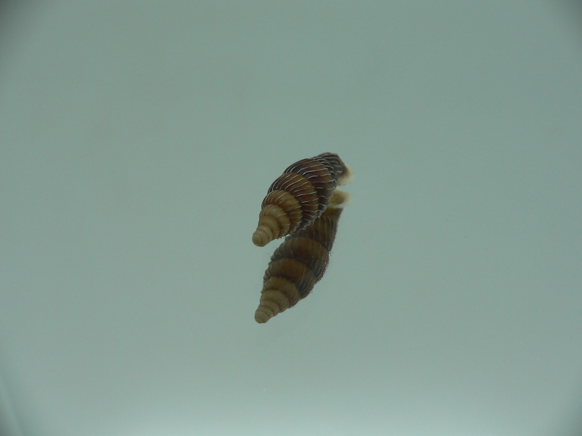 Grandinenia maroskoi sp.