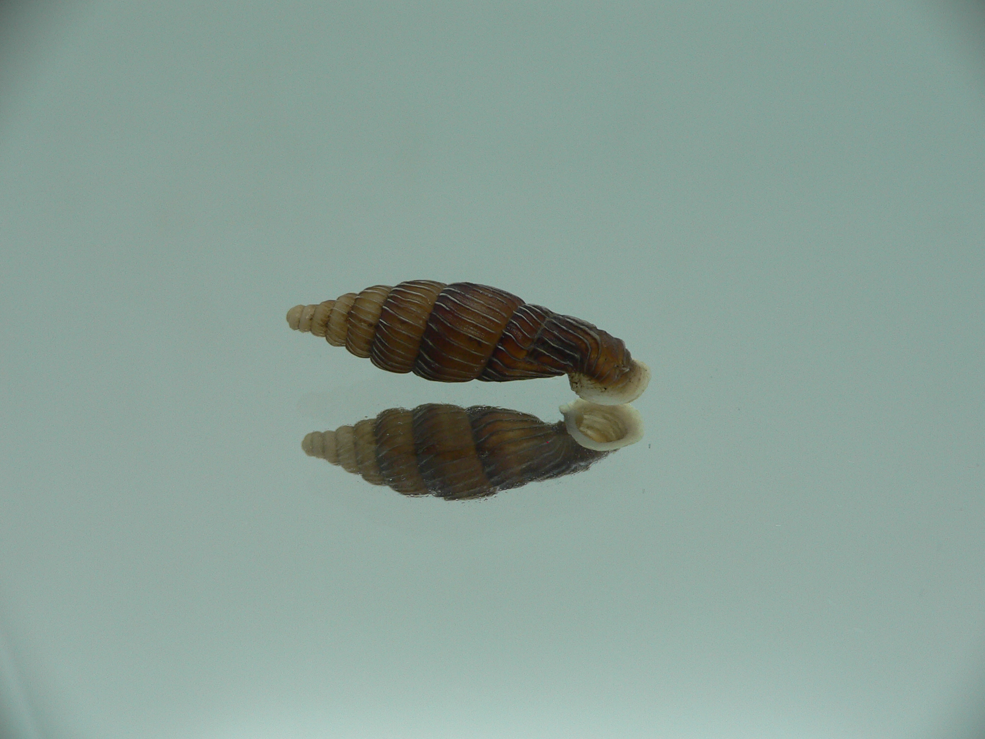Grandinenia maroskoi sp.
