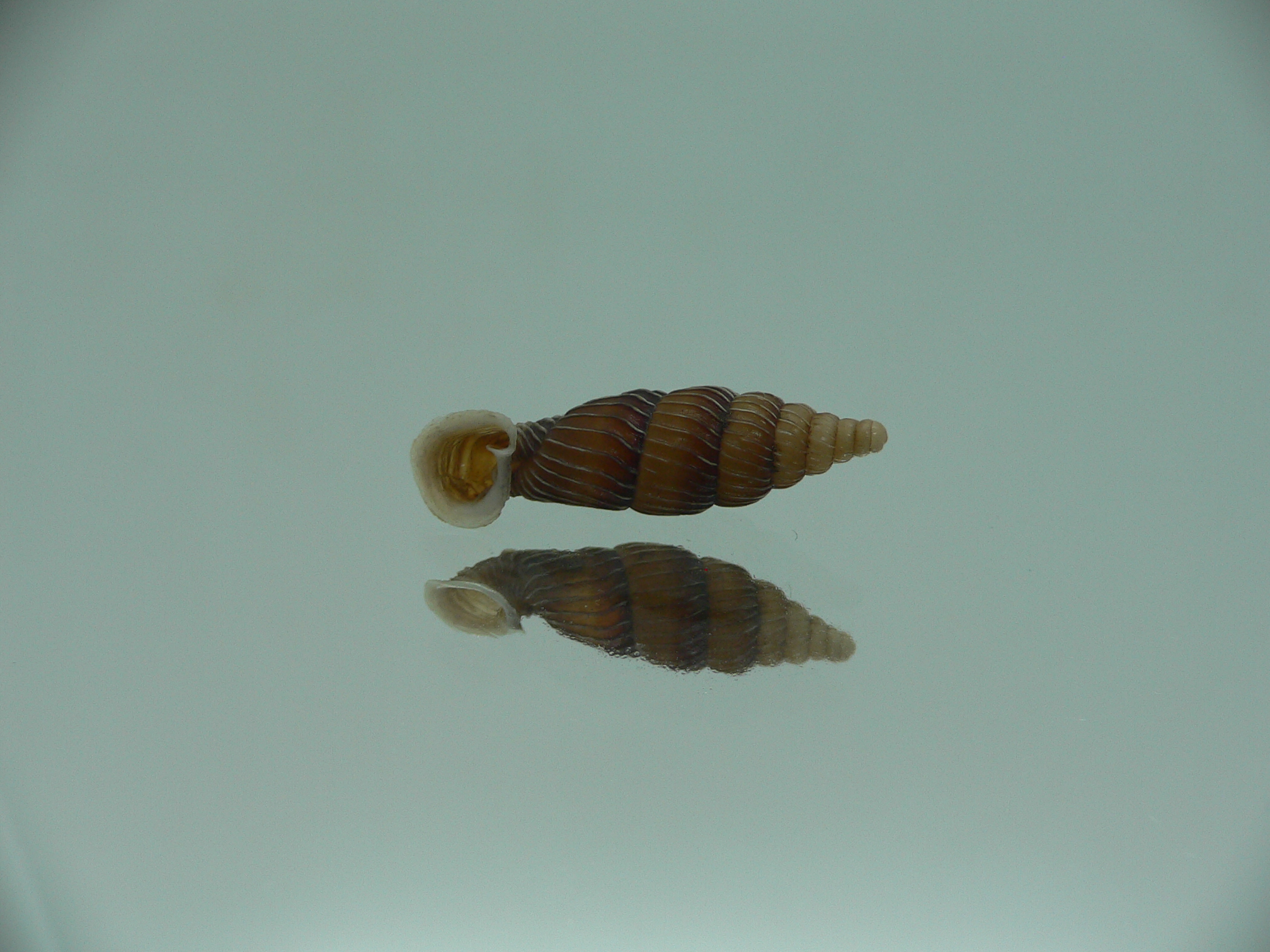 Grandinenia maroskoi sp.