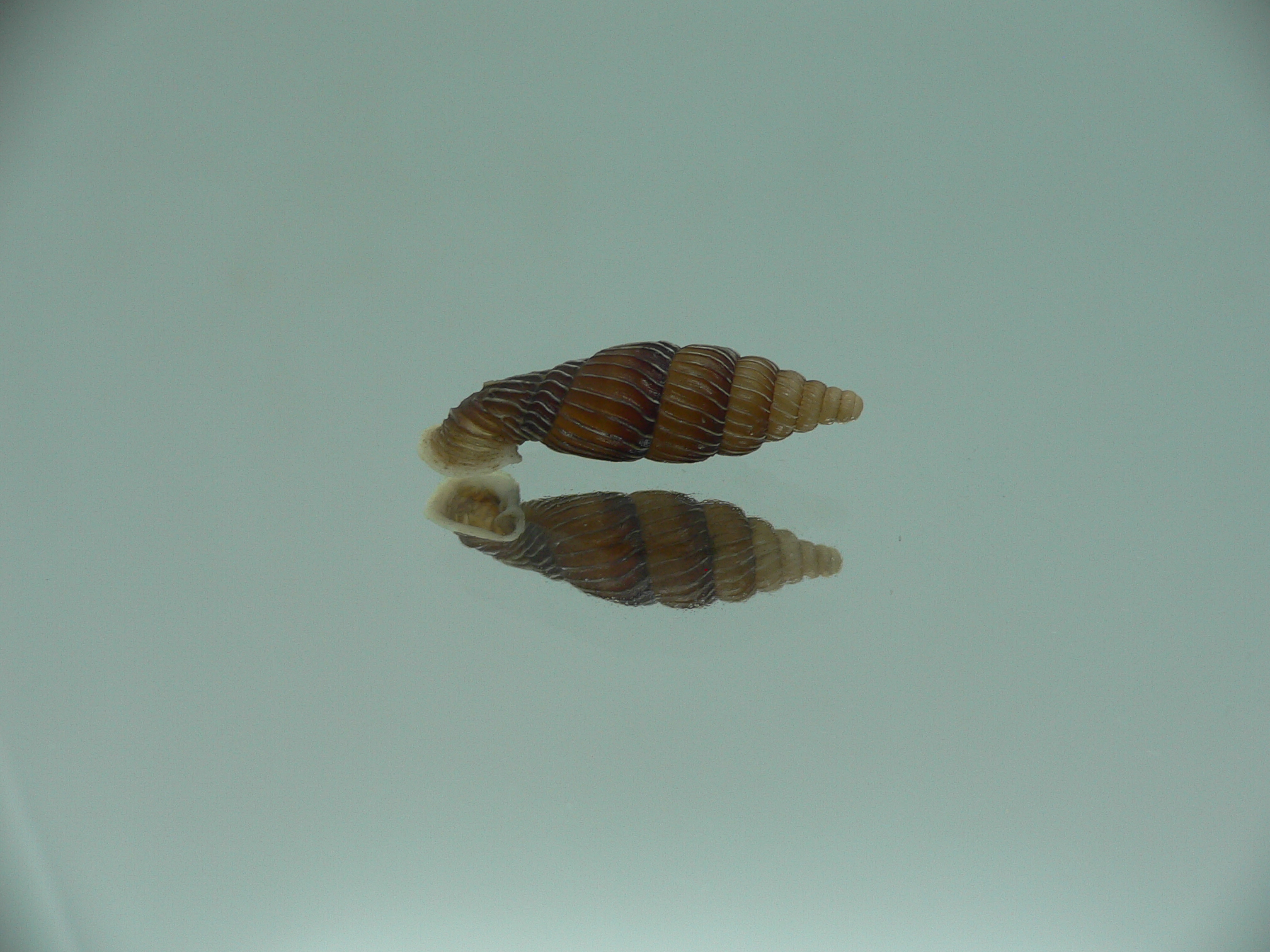Grandinenia maroskoi sp.
